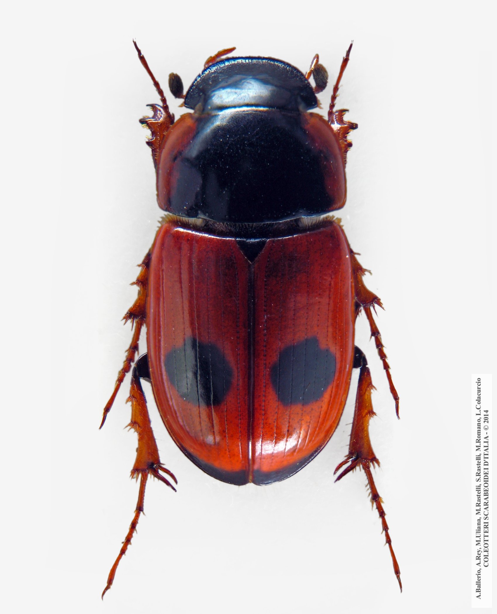 Acrossus bimaculatus