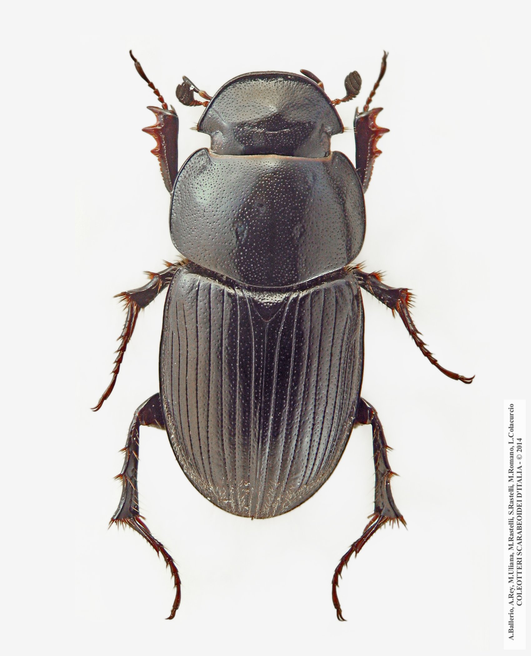 Acrossus luridus ab. atramentarius