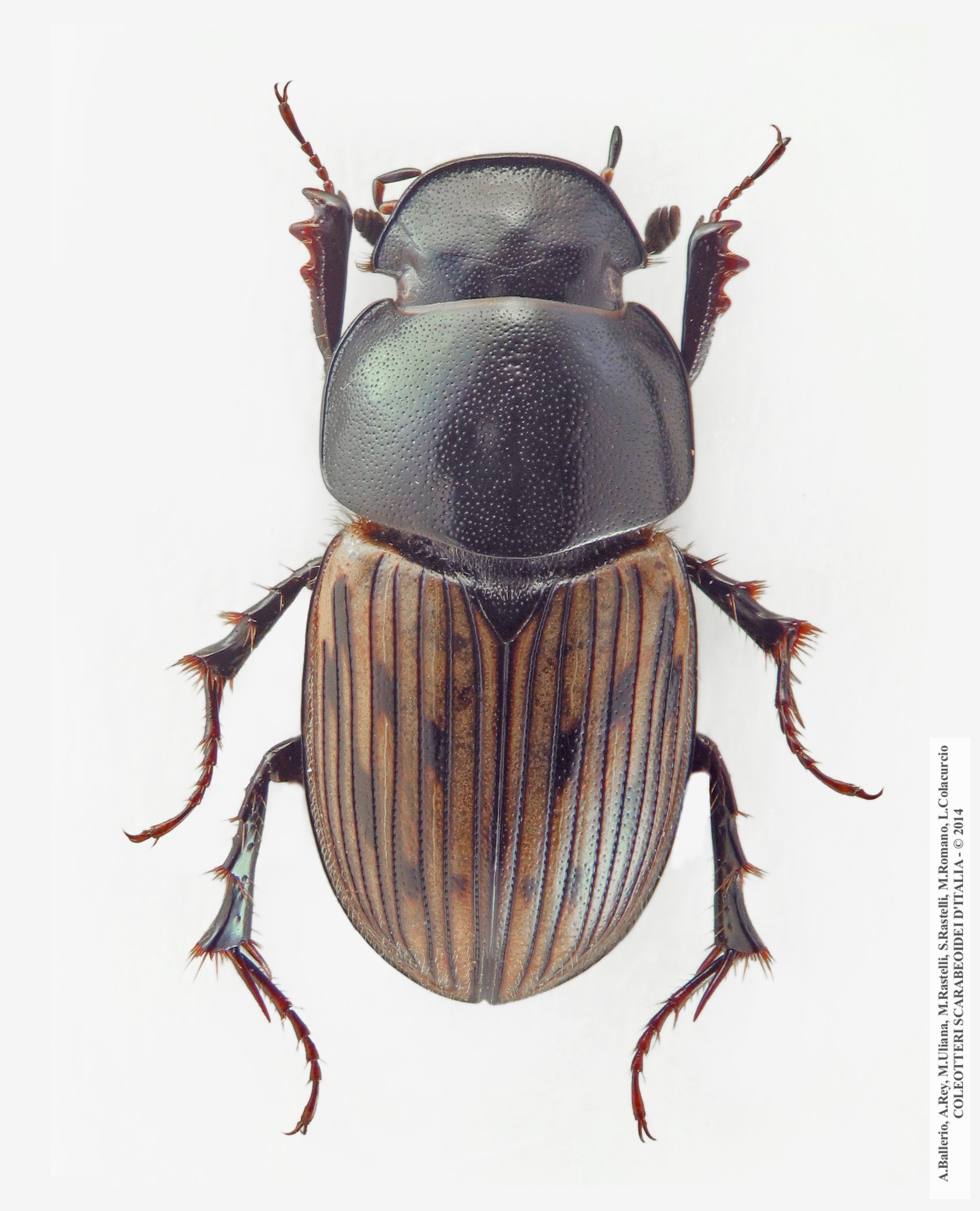 Acrossus luridus 
