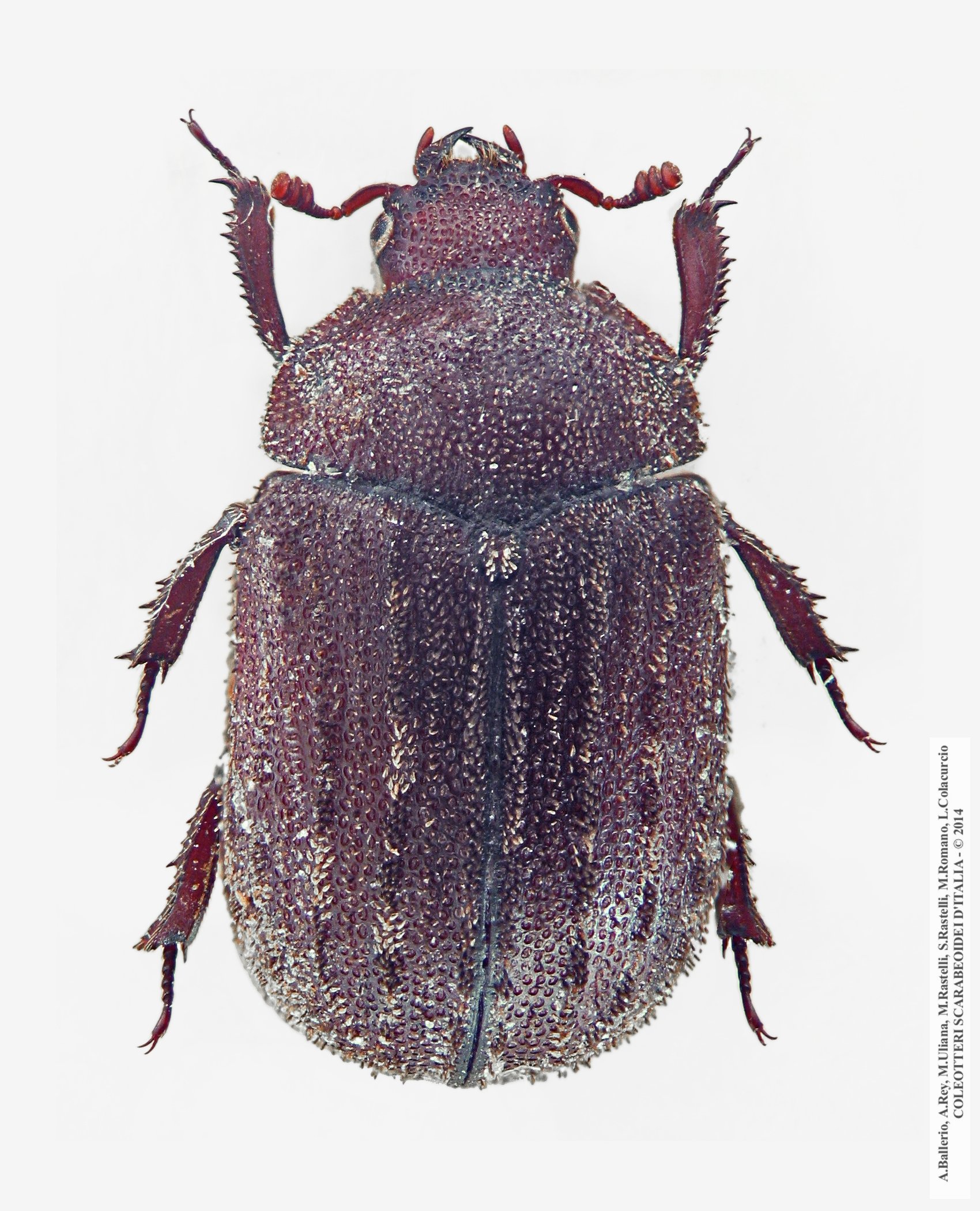 Aesalus scarabaeoides scarabaeoides , femmina