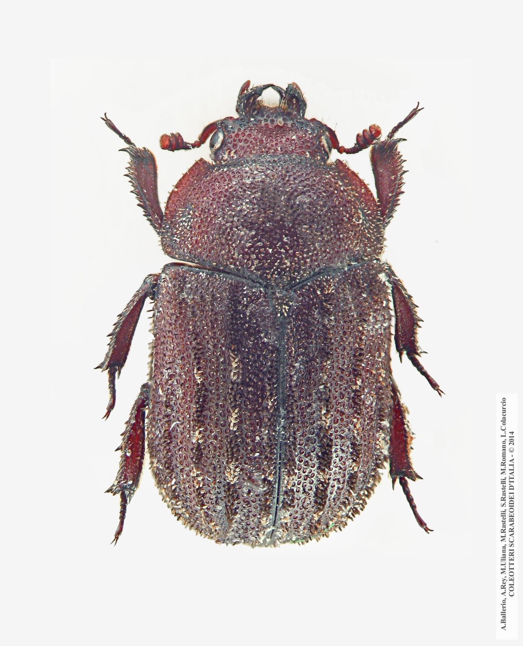 Aesalus scarabaeoides scarabaeoides, maschio