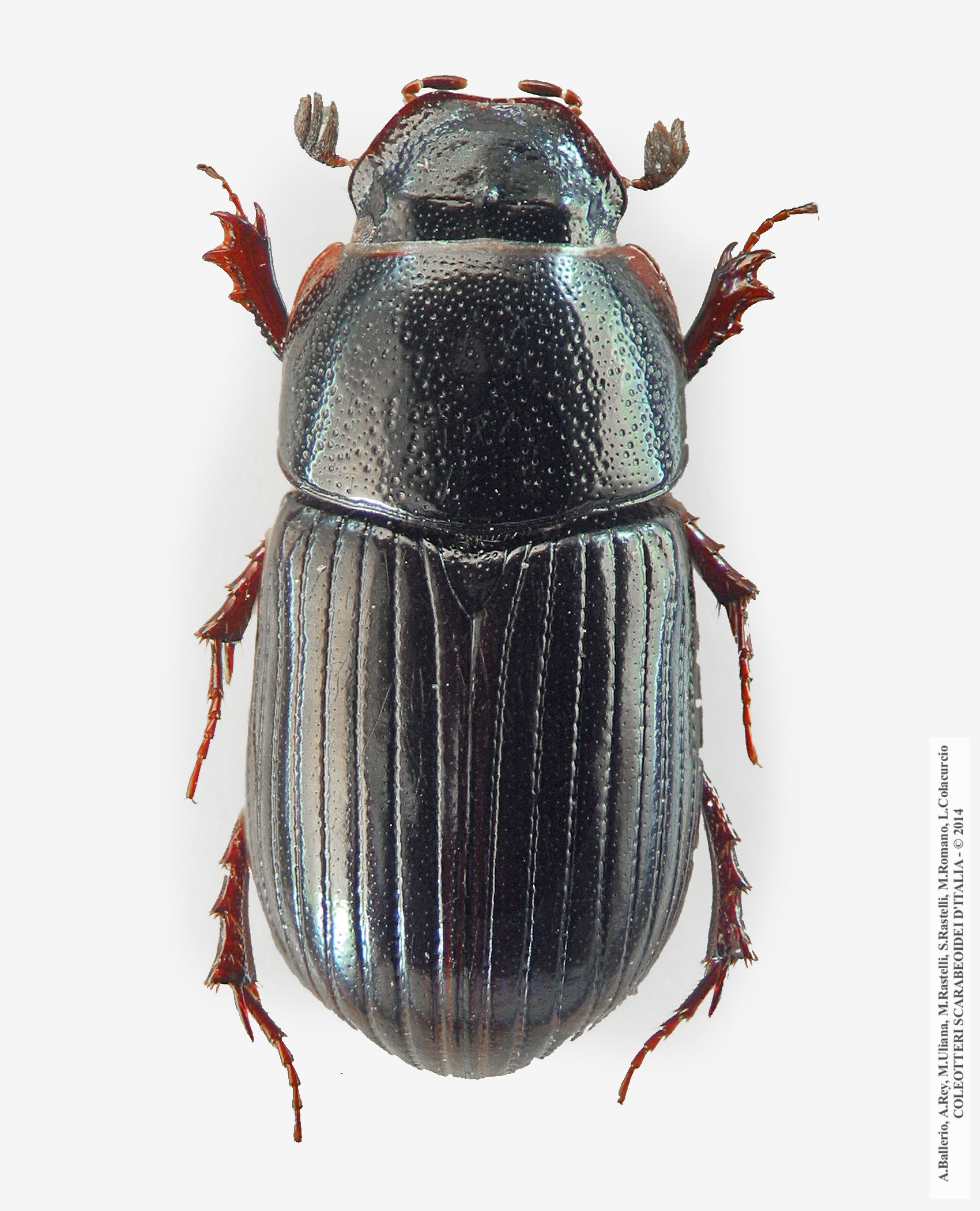 Agoliinus piceus