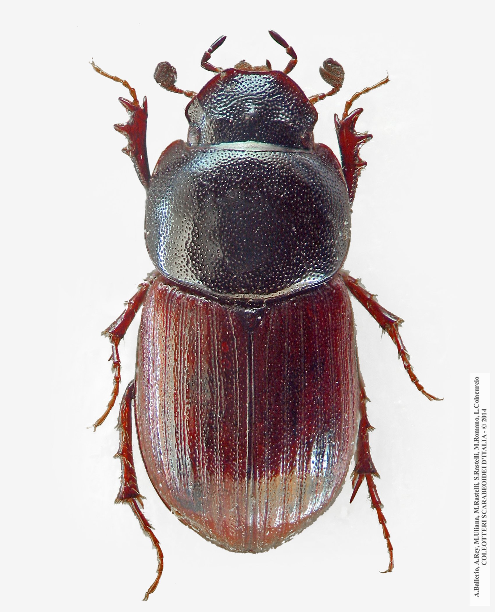 Agoliinus ragusae