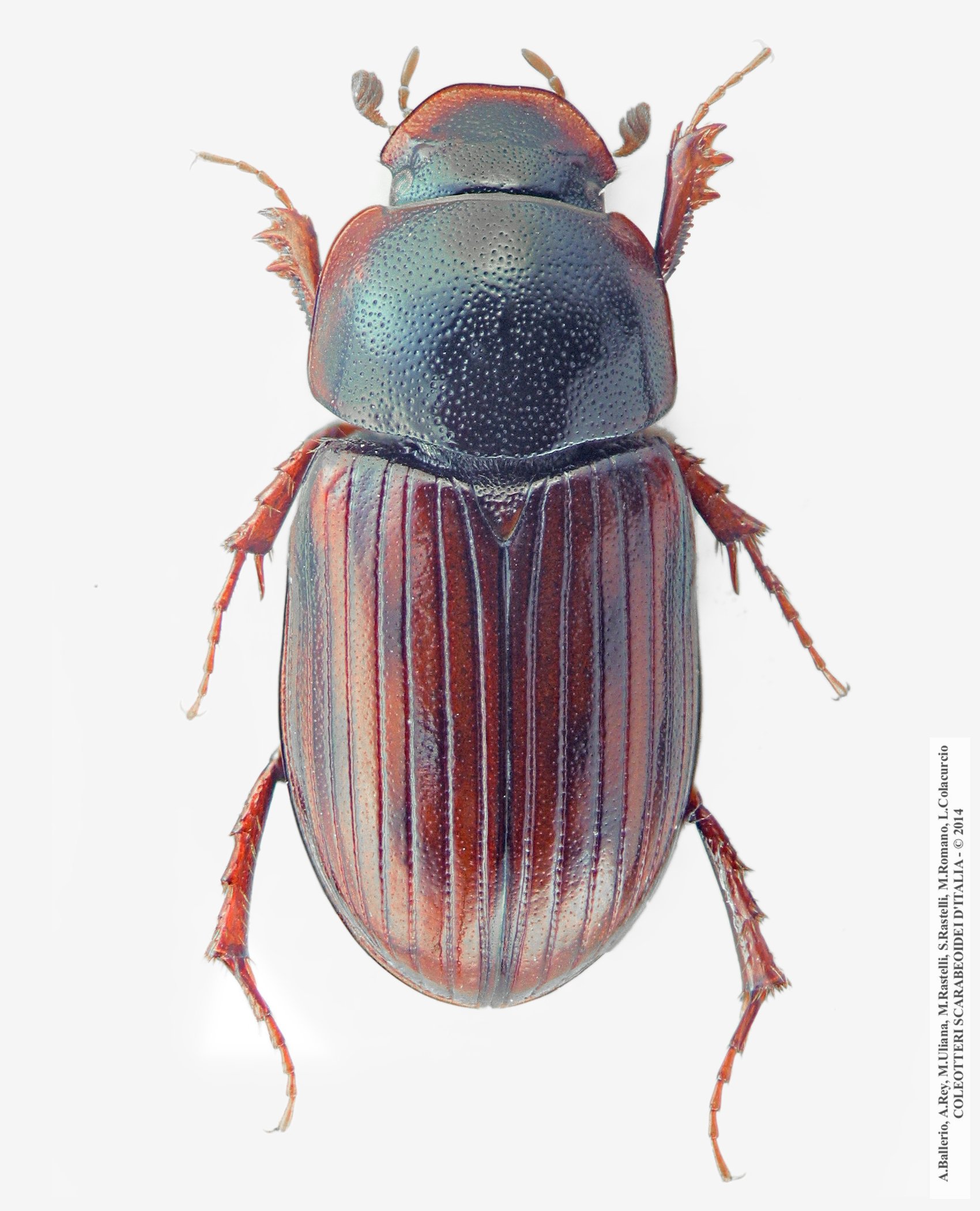 Agolius abdominalis abdominalis