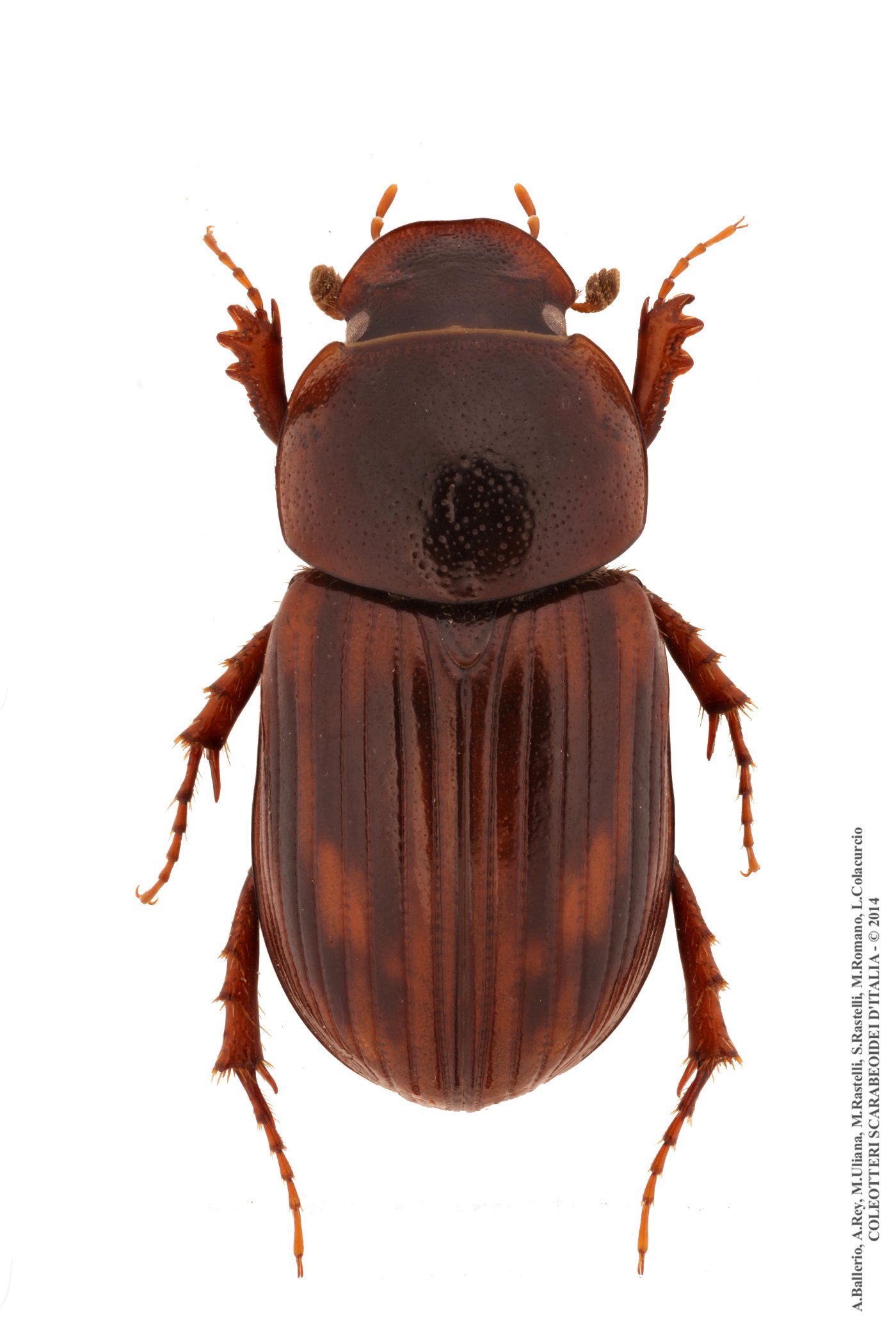 Agolius abdominalis aemilianus