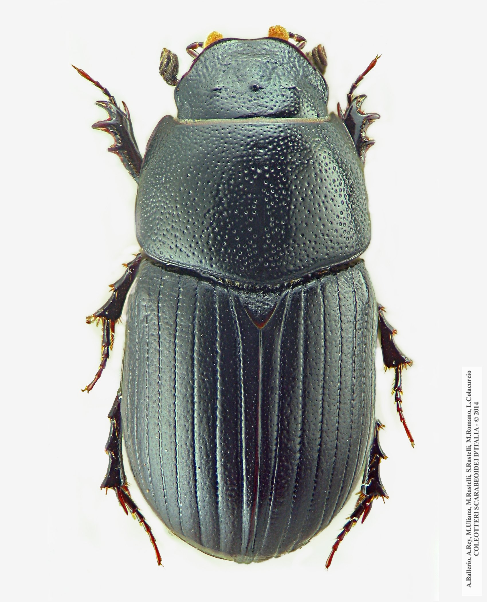 Agrilinus ater, femmina