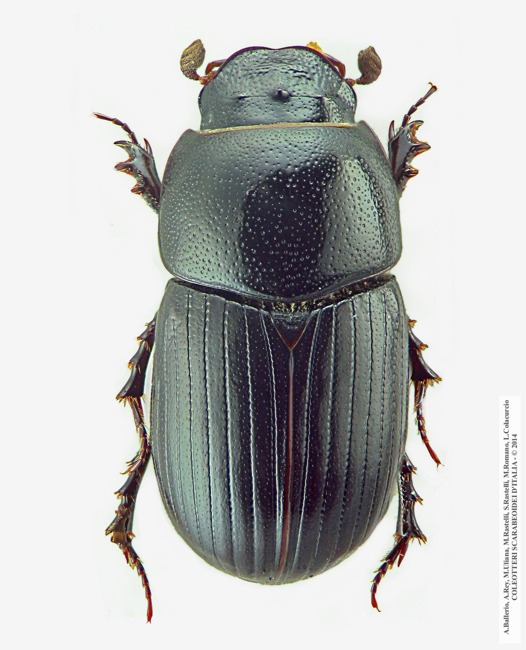 Agrilinus ater, maschio