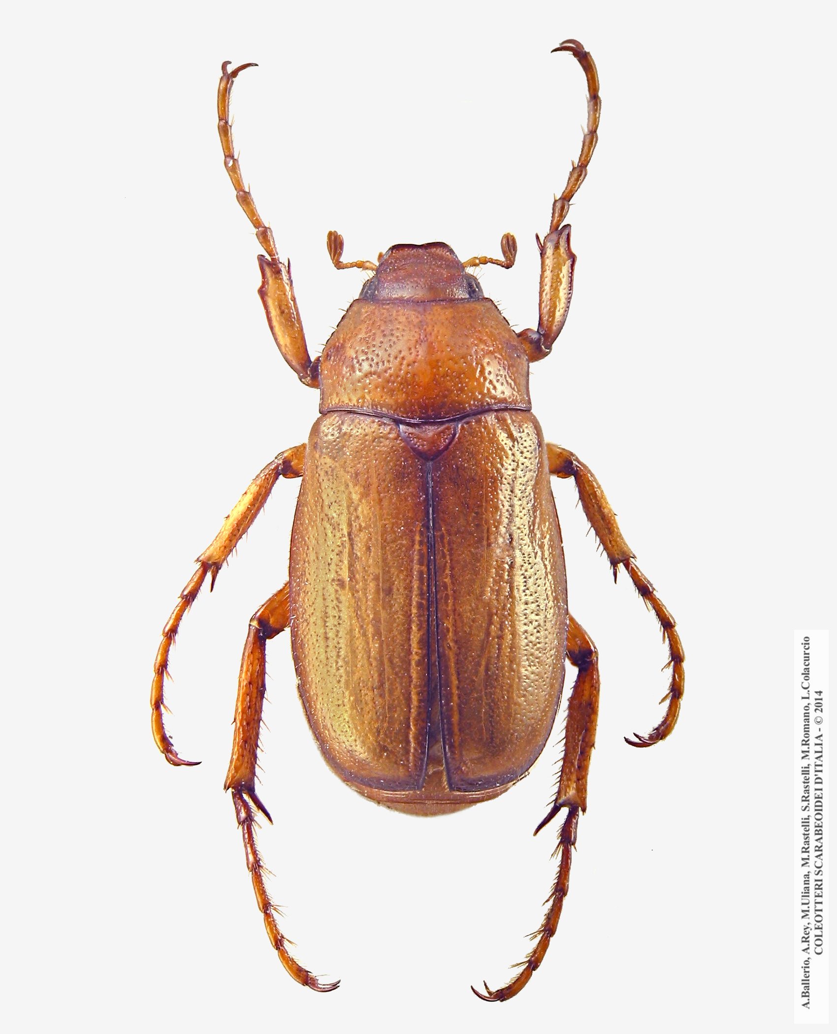 Amadotrogus grassii, maschio 
