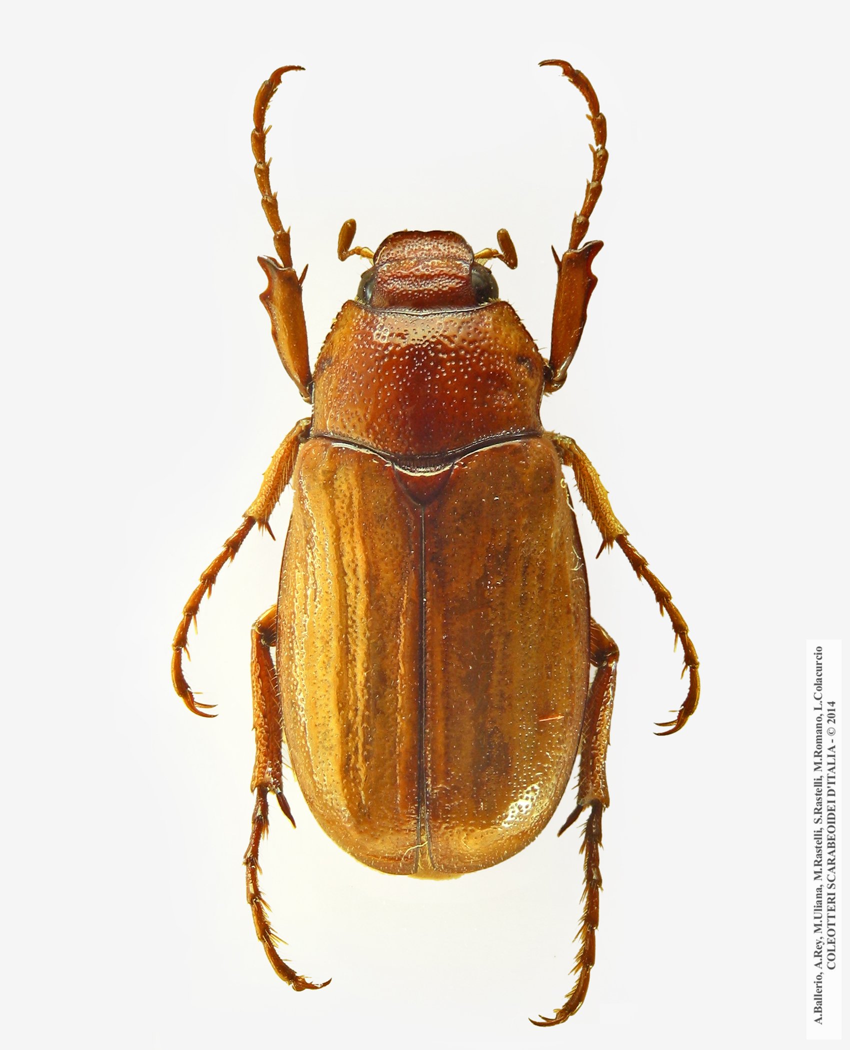 Amadotrogus insubricus, maschio