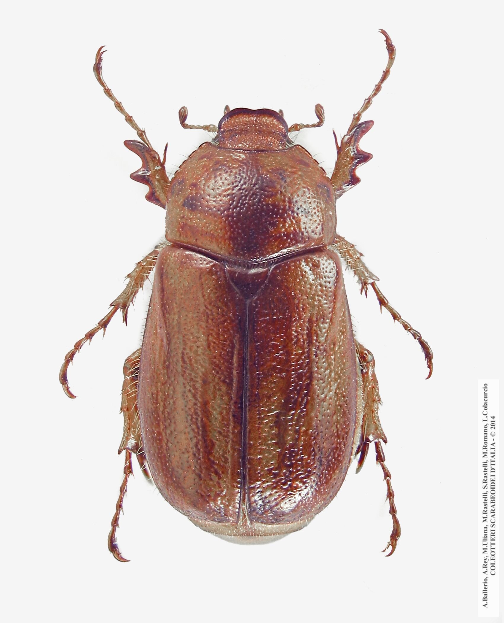 Amadotrogus quercanus, femmina
