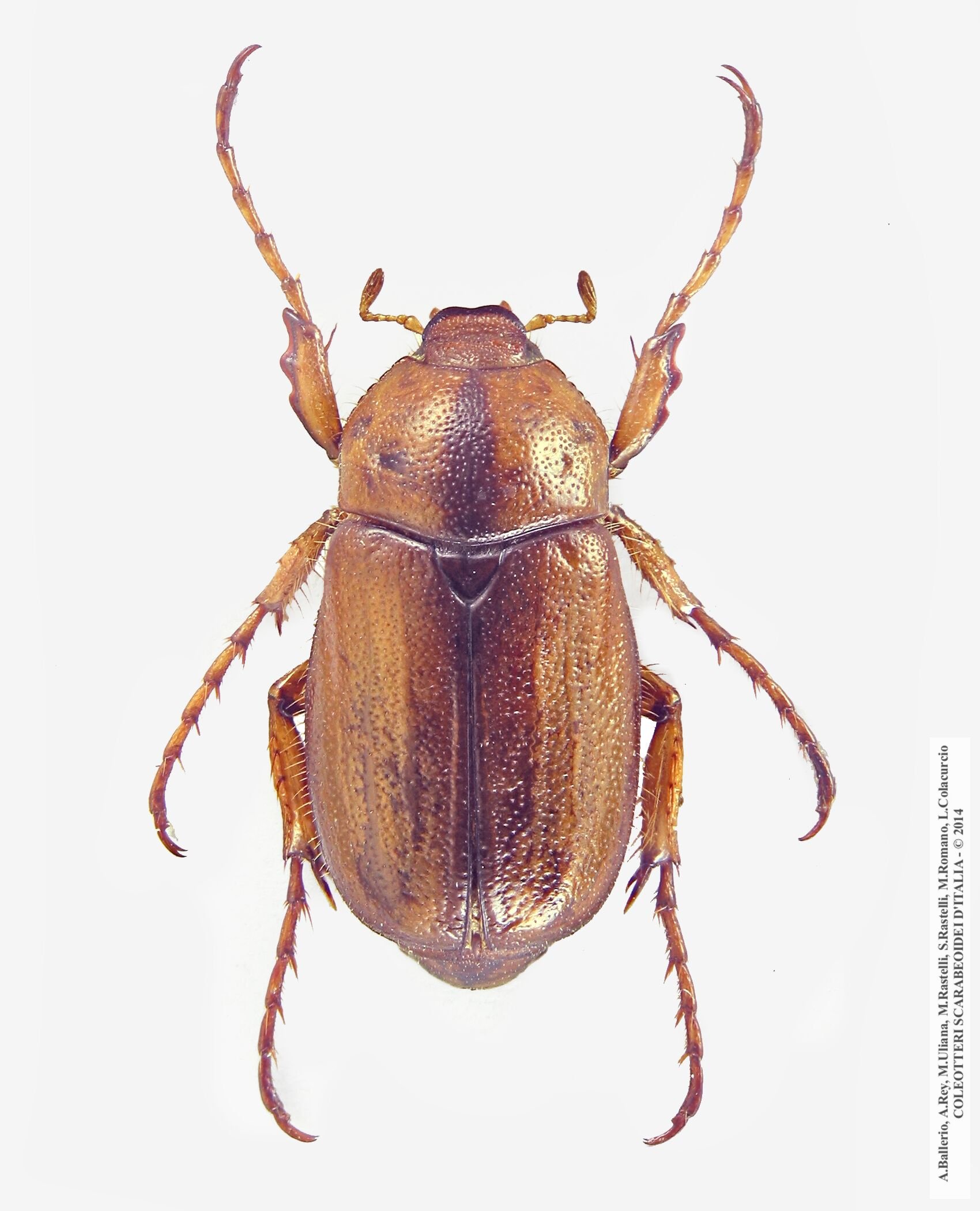 Amadotrogus quercanus, maschio
