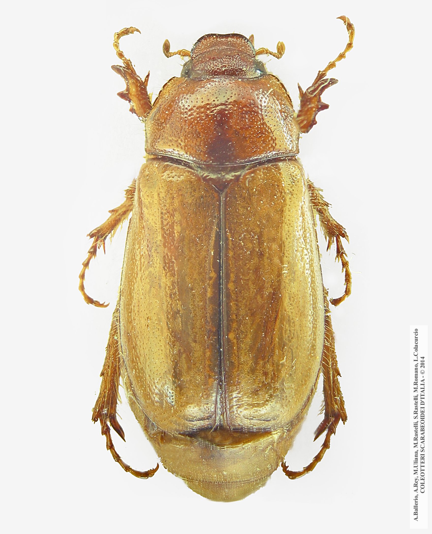 Amadotrogus vicinus, femmina