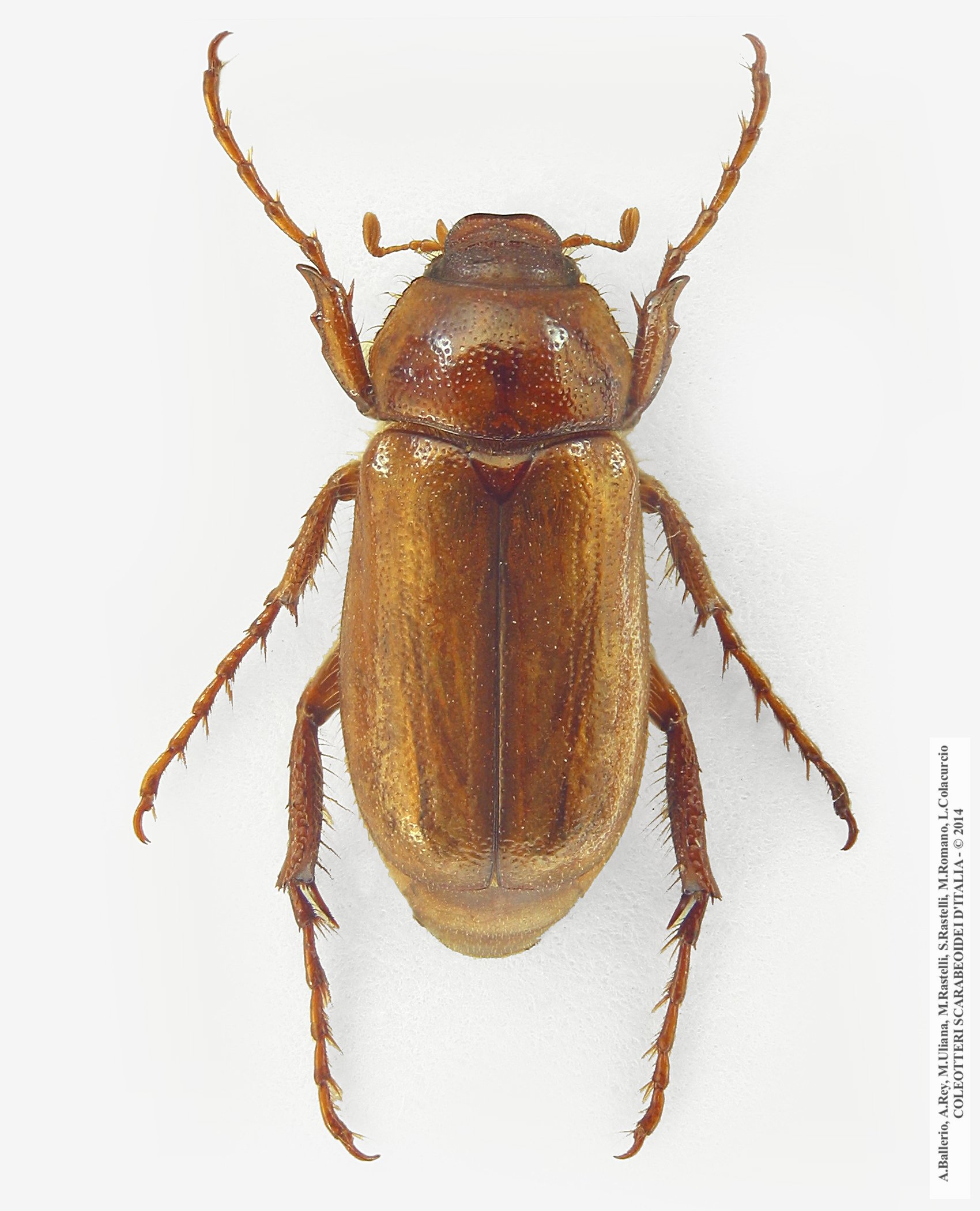 Amadotrogus vicinus, maschio