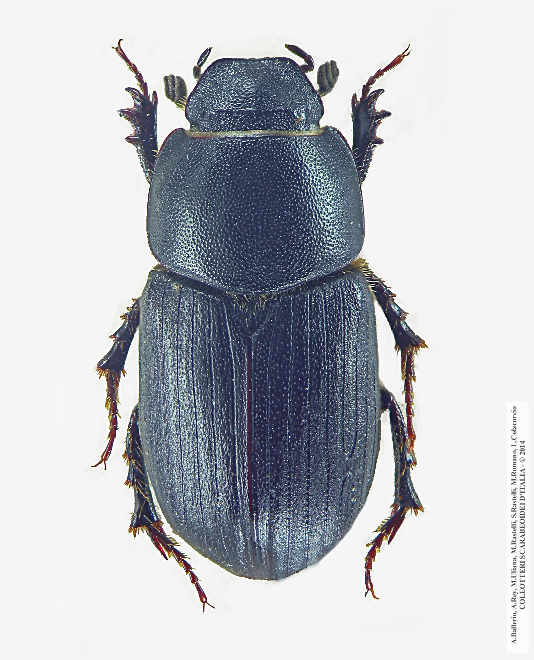 Amidorus immaturus