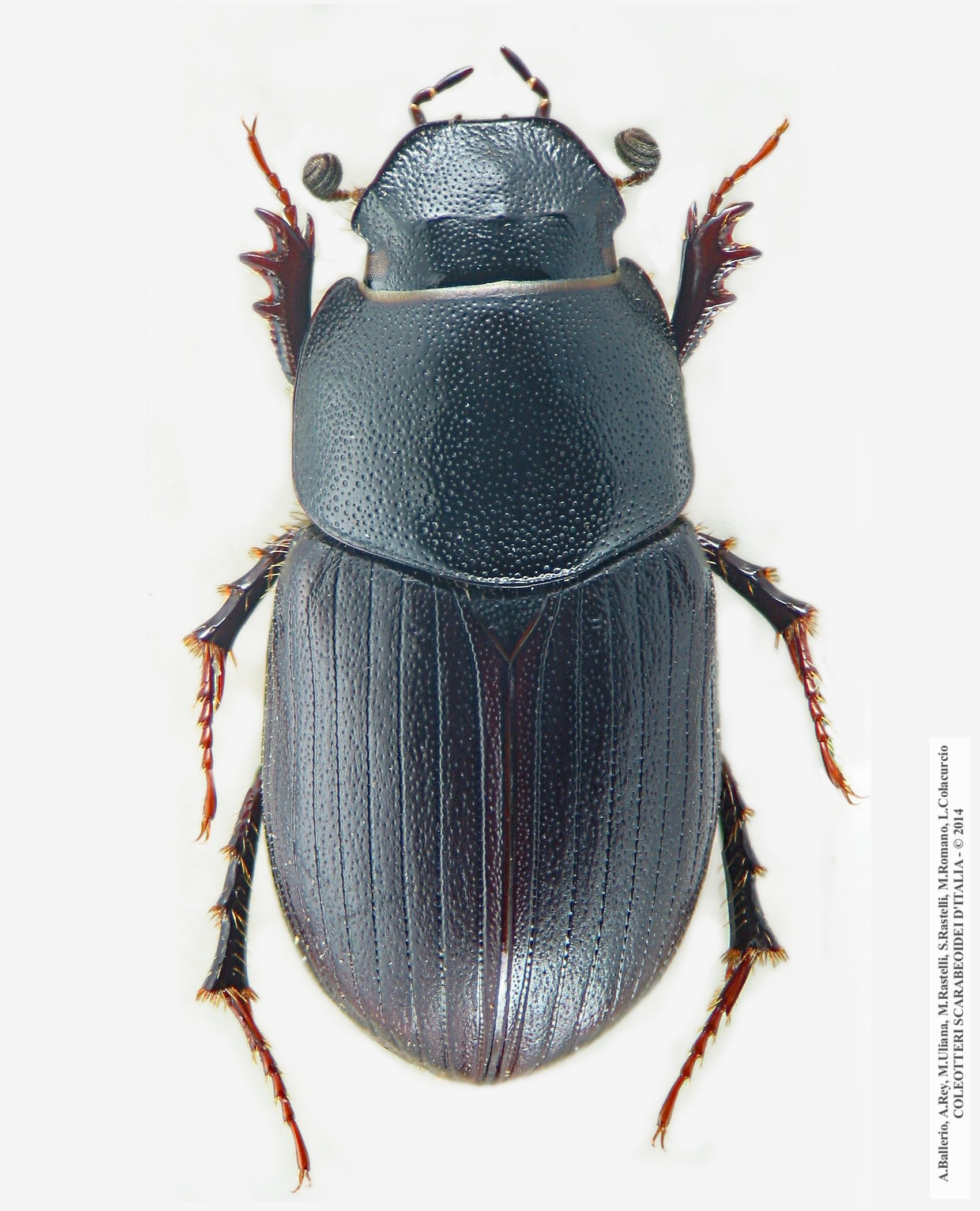 Amidorus obscurus latinus
