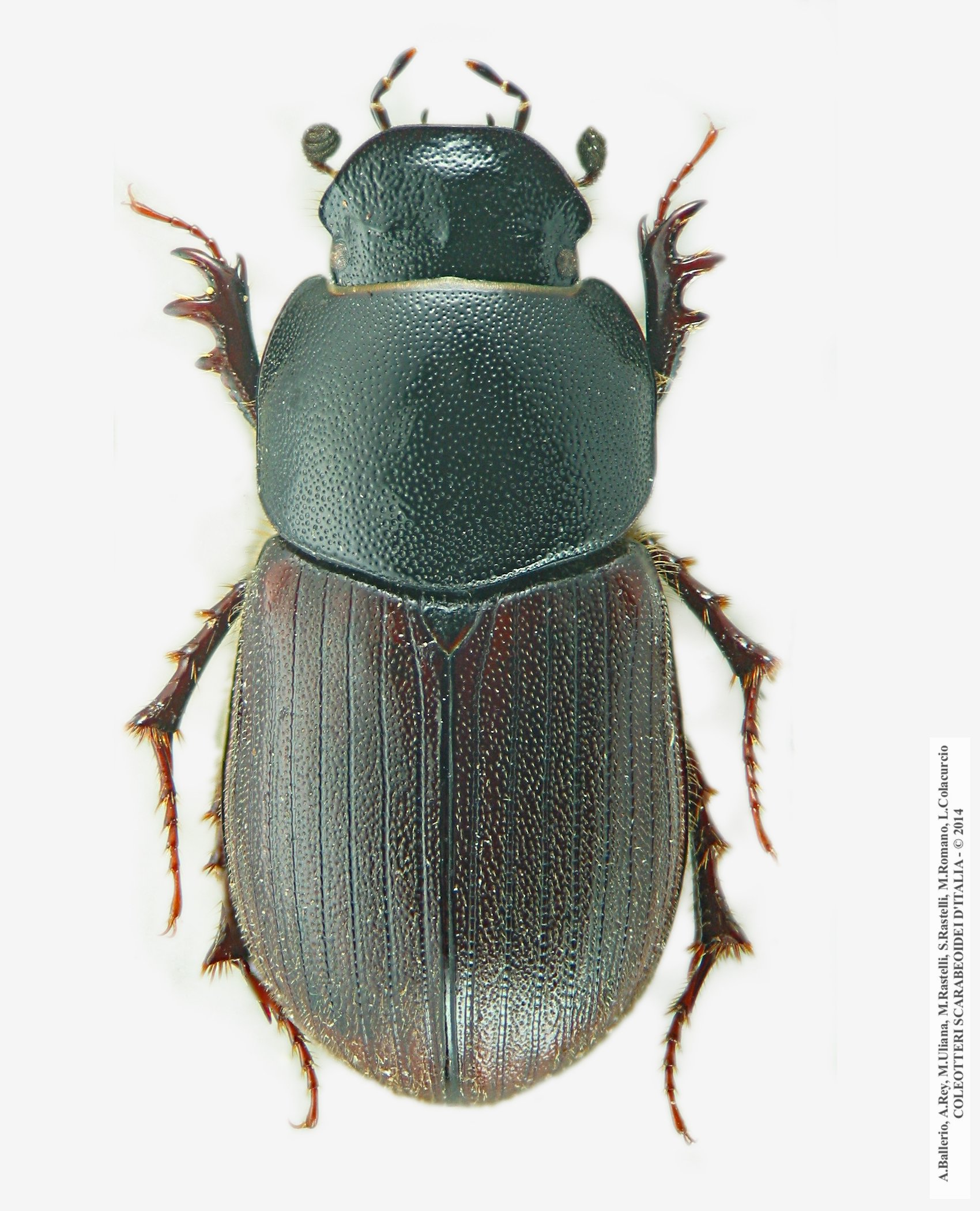 Amidorus thermicola