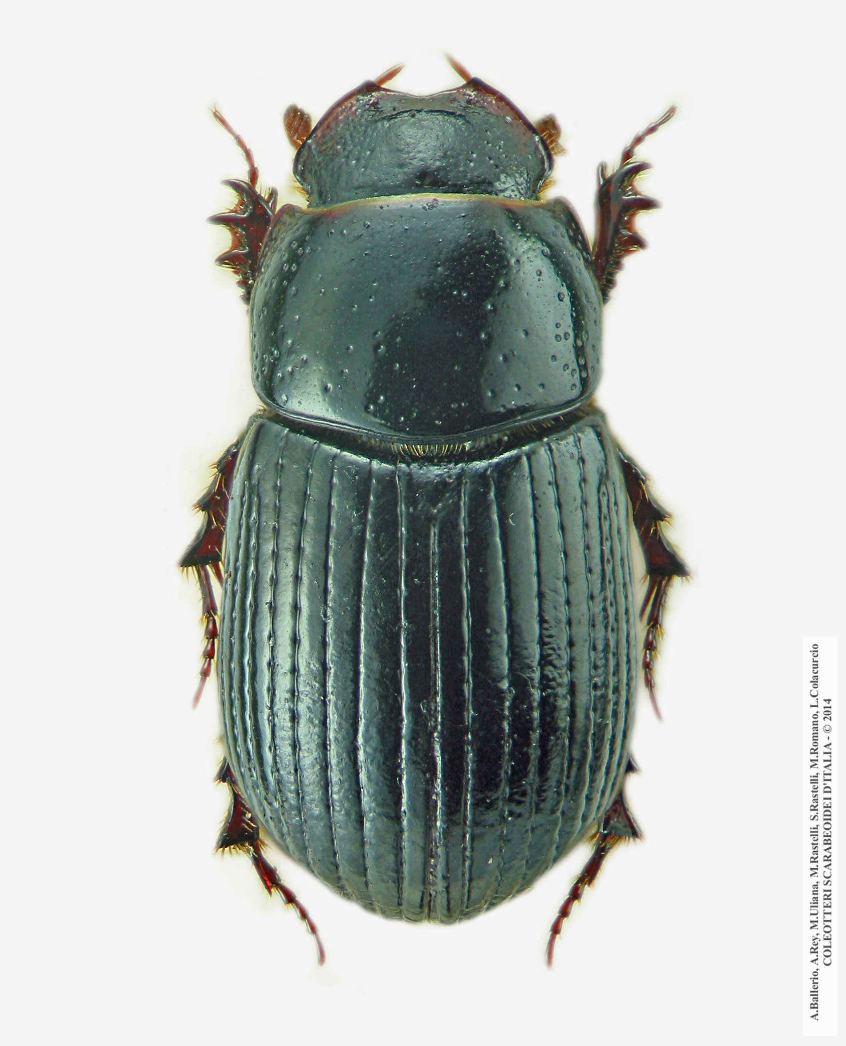 Ammoecius elevatus