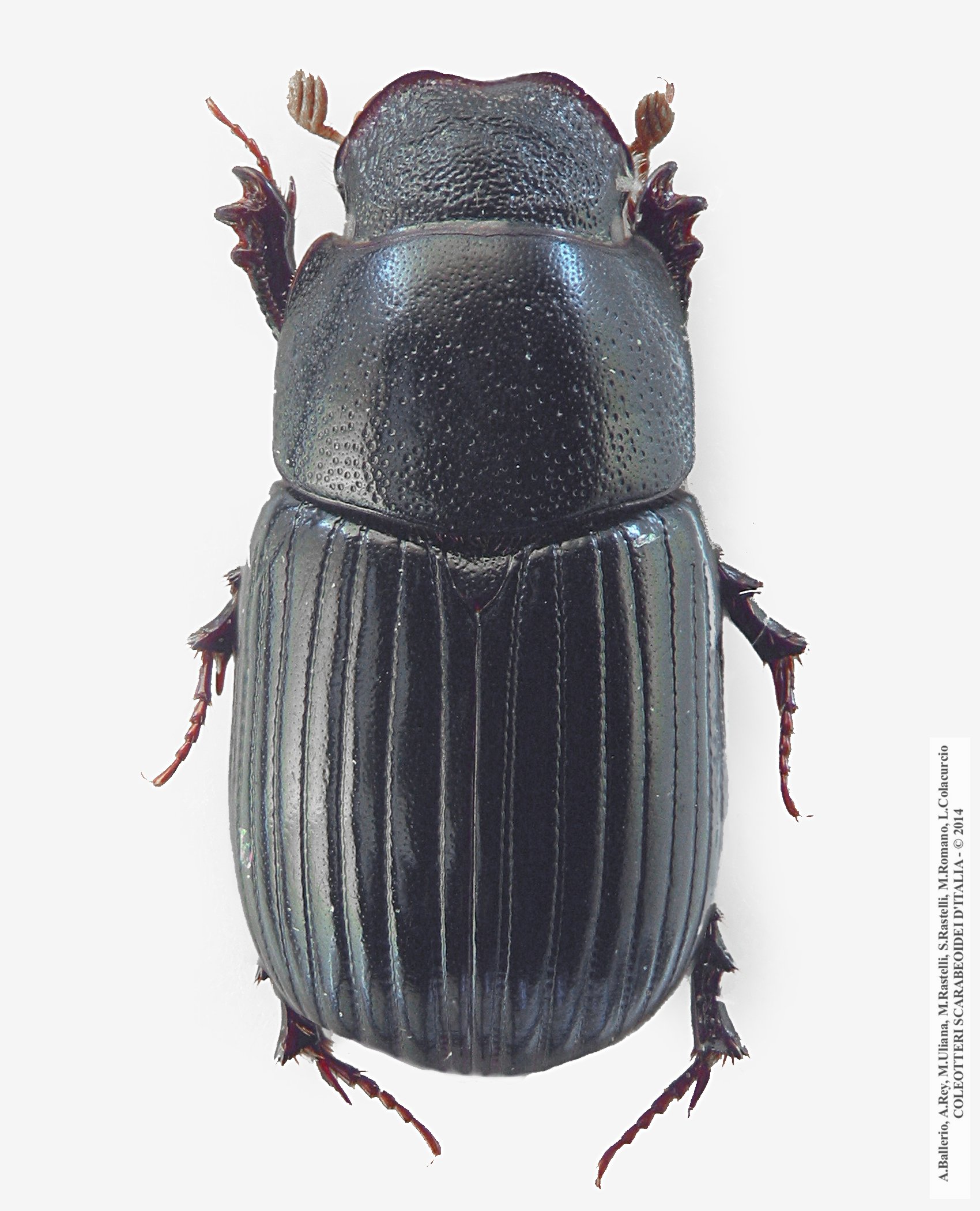 Ammoecius rugifrons