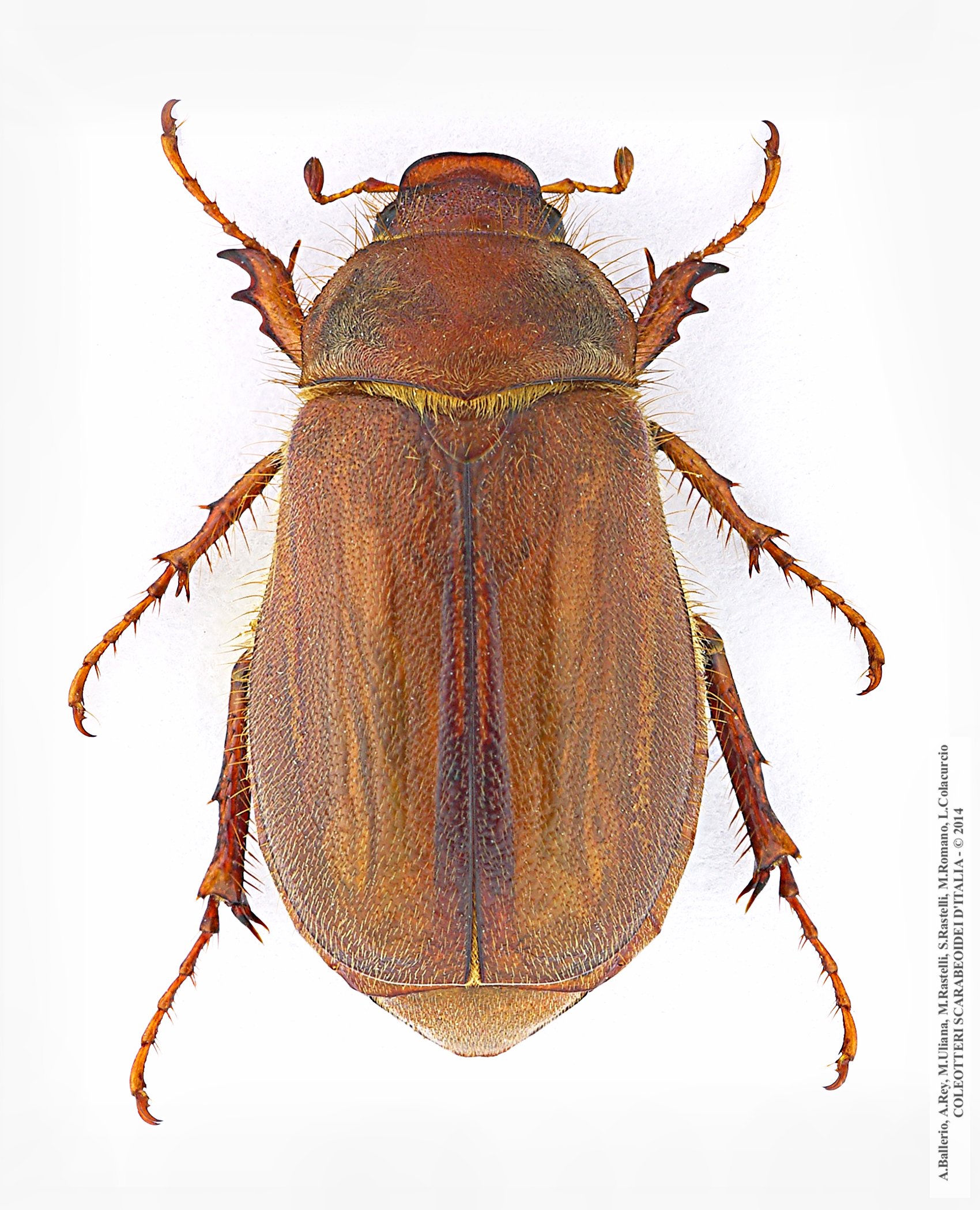 Amphimallon assimile, femmina 