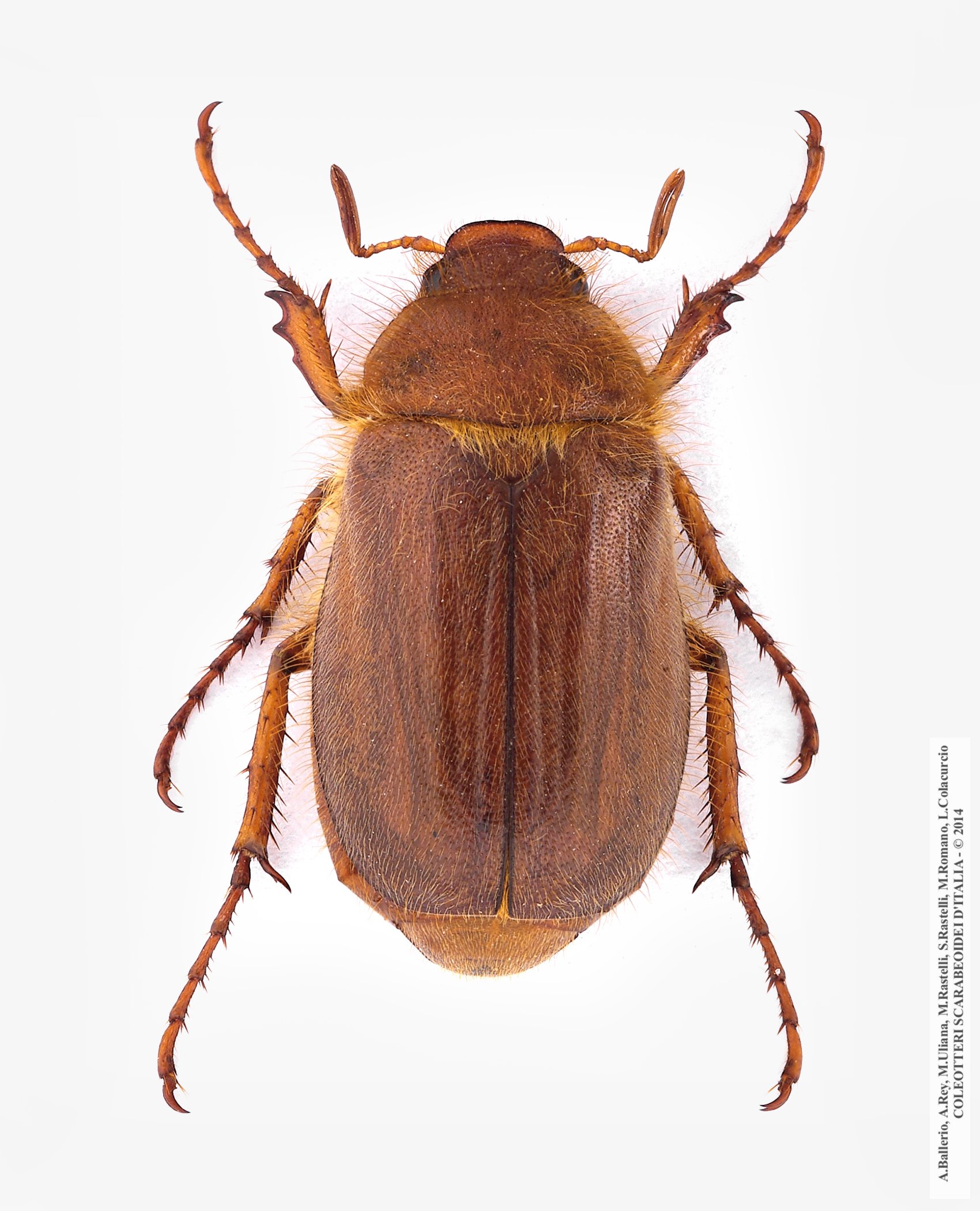 Amphimallon assimile, maschio