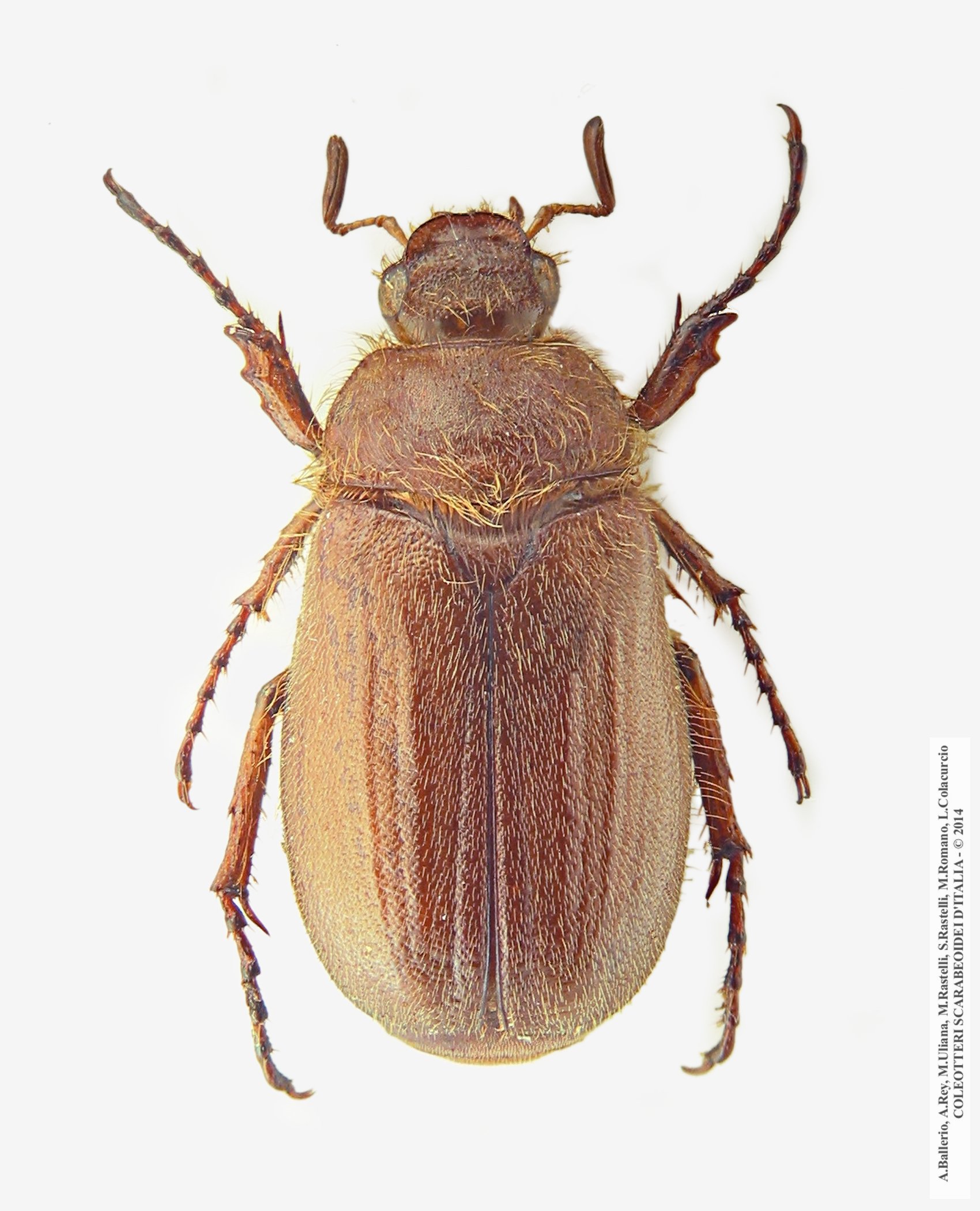 Amphimallon burmeisteri, maschio