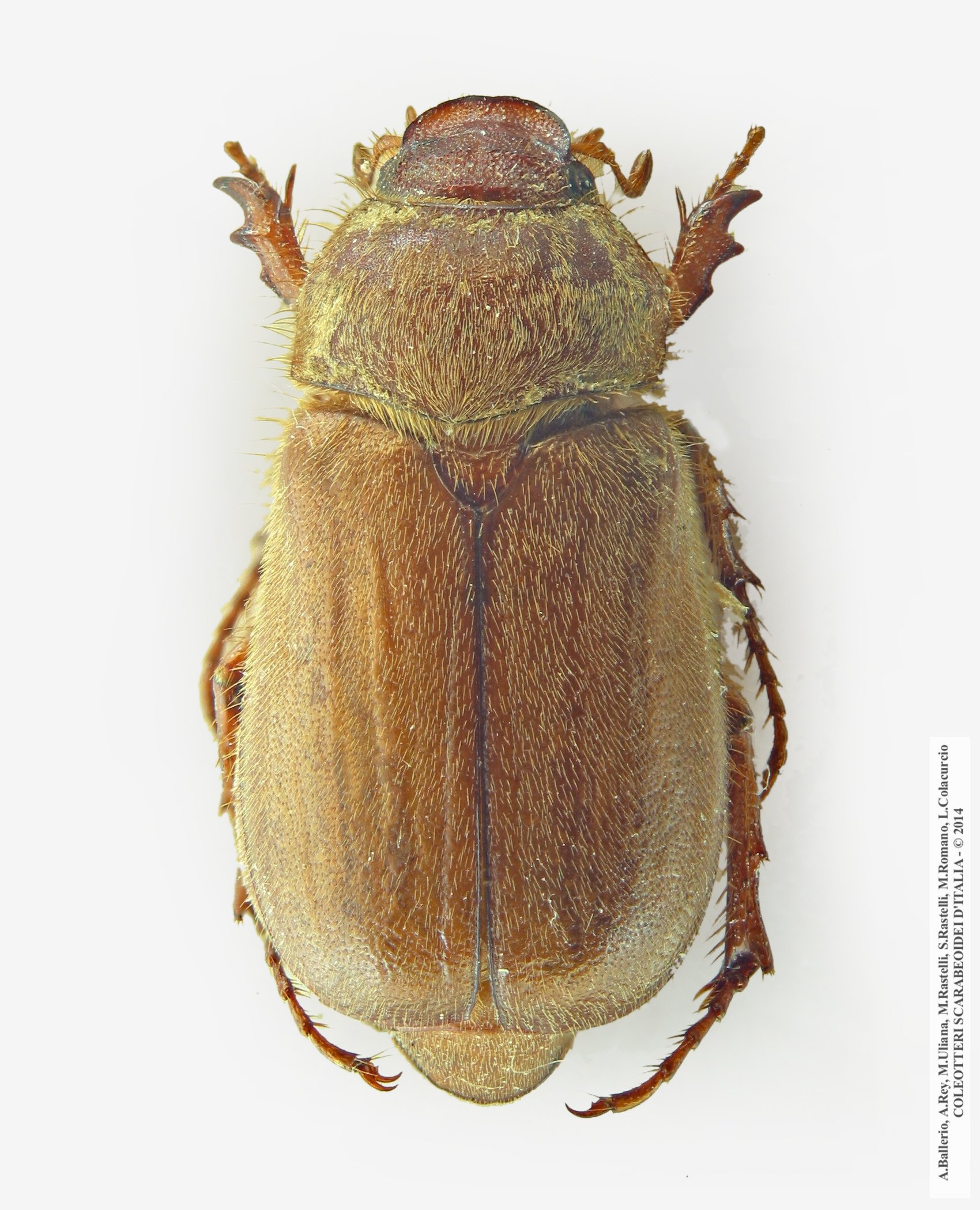 Amphimallon majale
