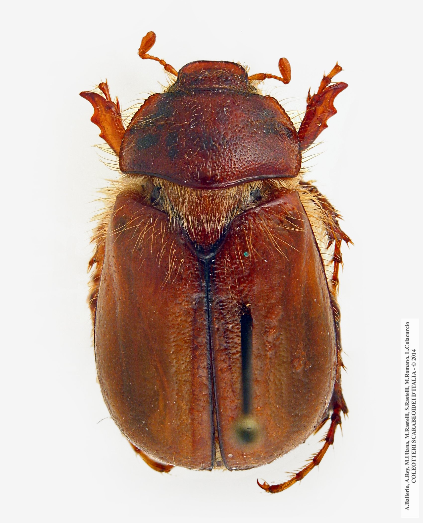 Amphimallon montanum, femmina