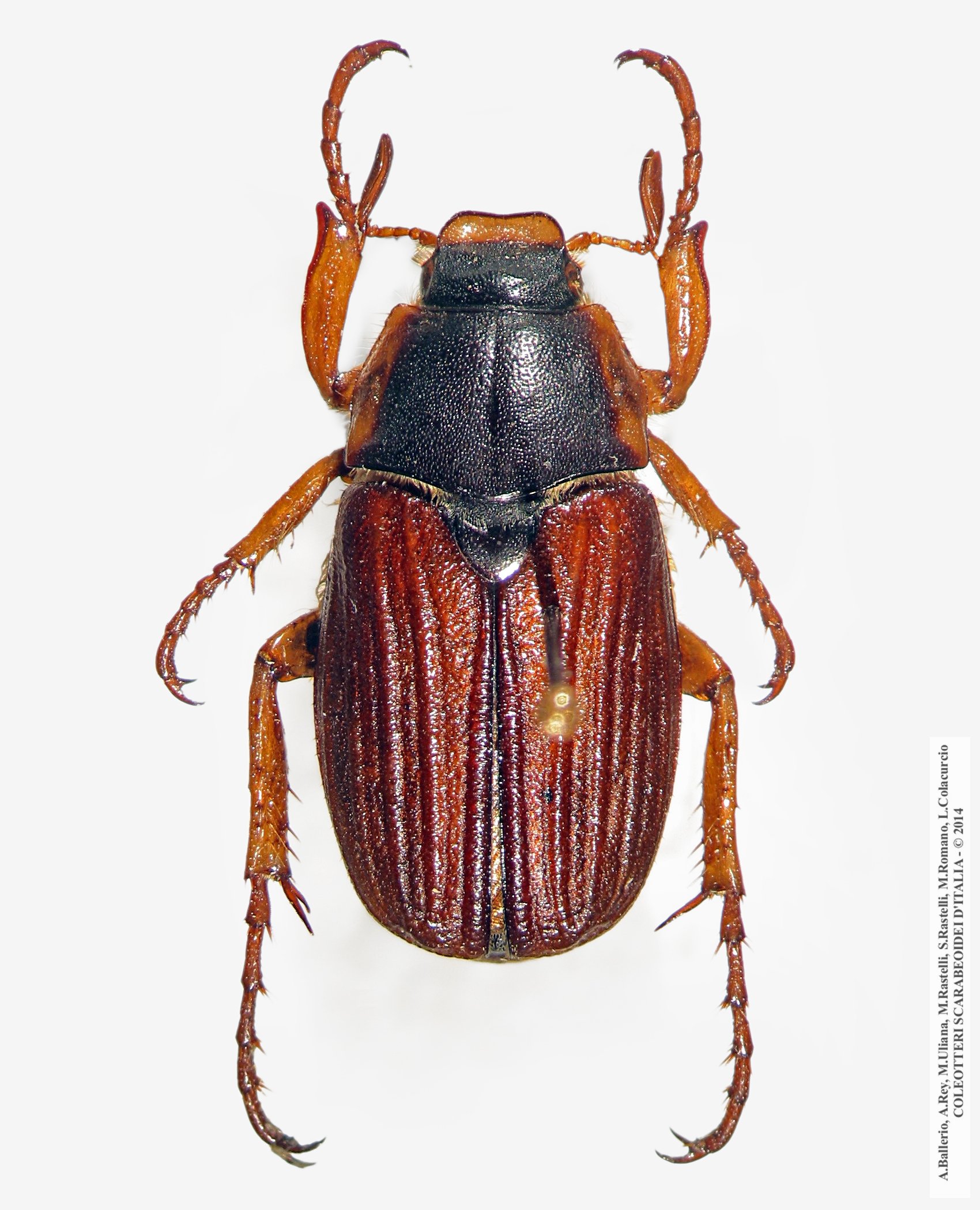 Amphimallon pini, maschio 