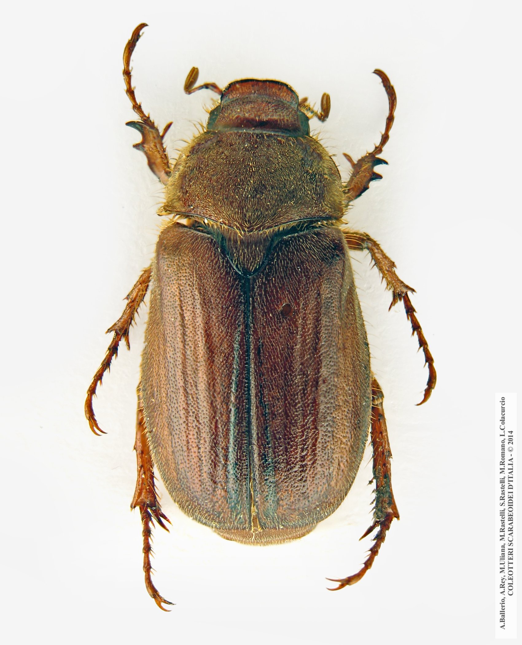 Amphimallon pseudomajale, maschio