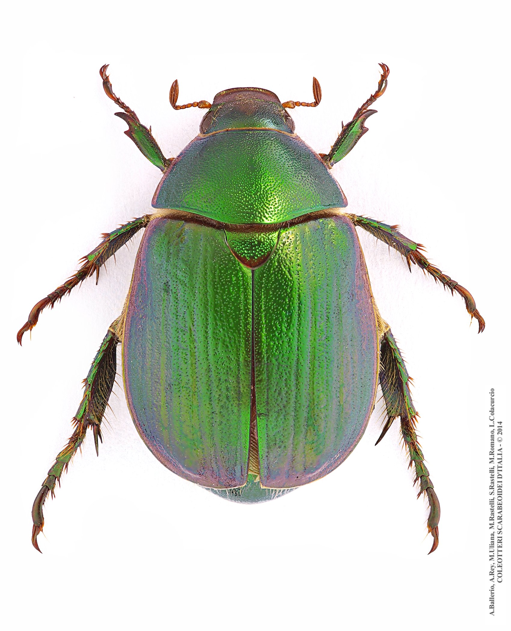 Anomala ausonia, femmina
