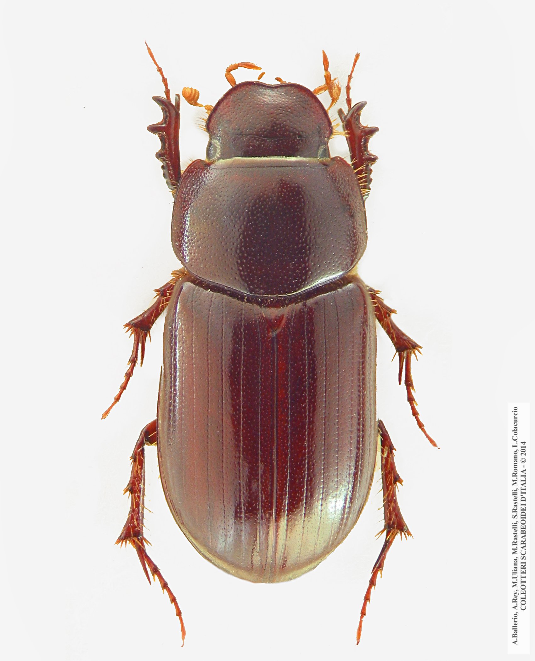 Anomius castaneus, maschio 