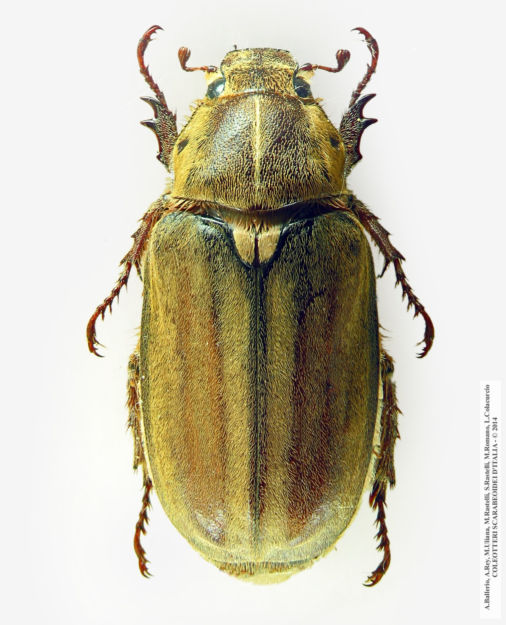 Anoxia matutinalis corsicana, femmina