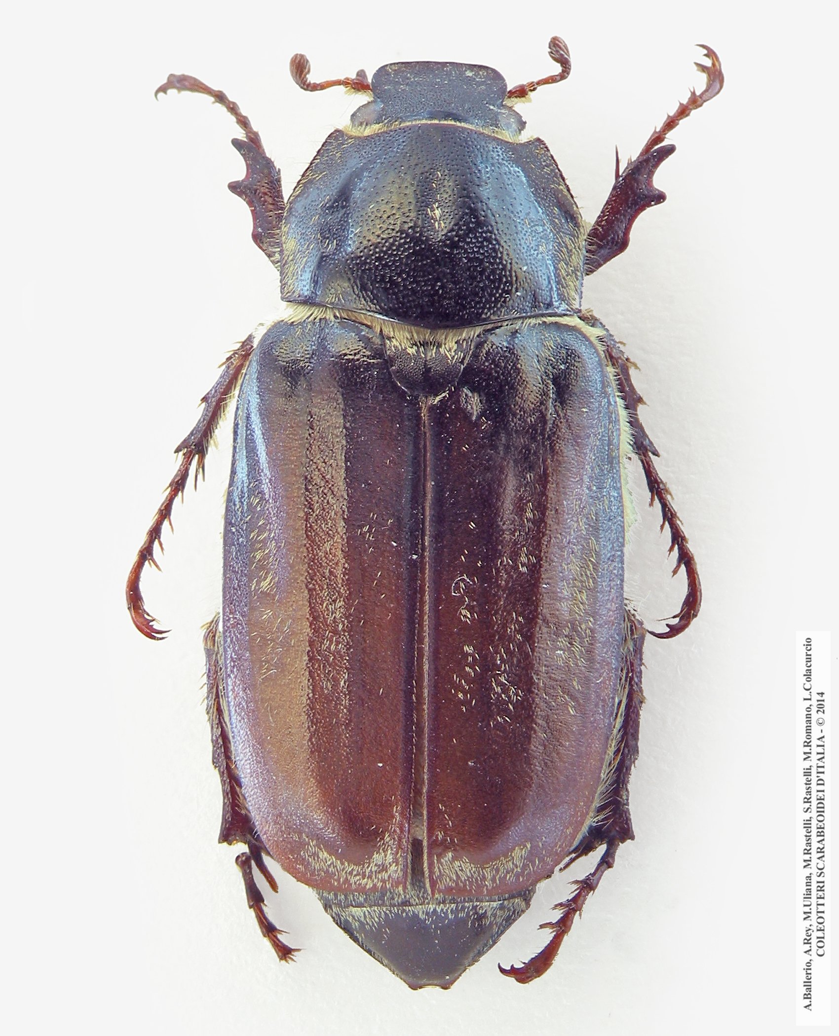 Anoxia matutinalis moltonii, femmina