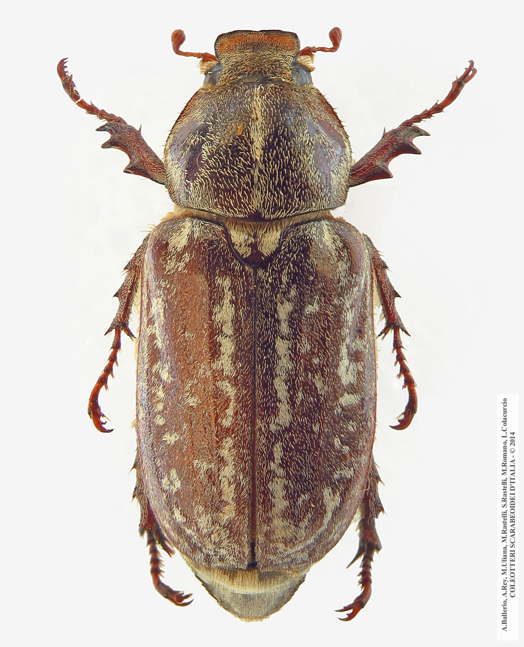 Anoxia orientalis, femmina