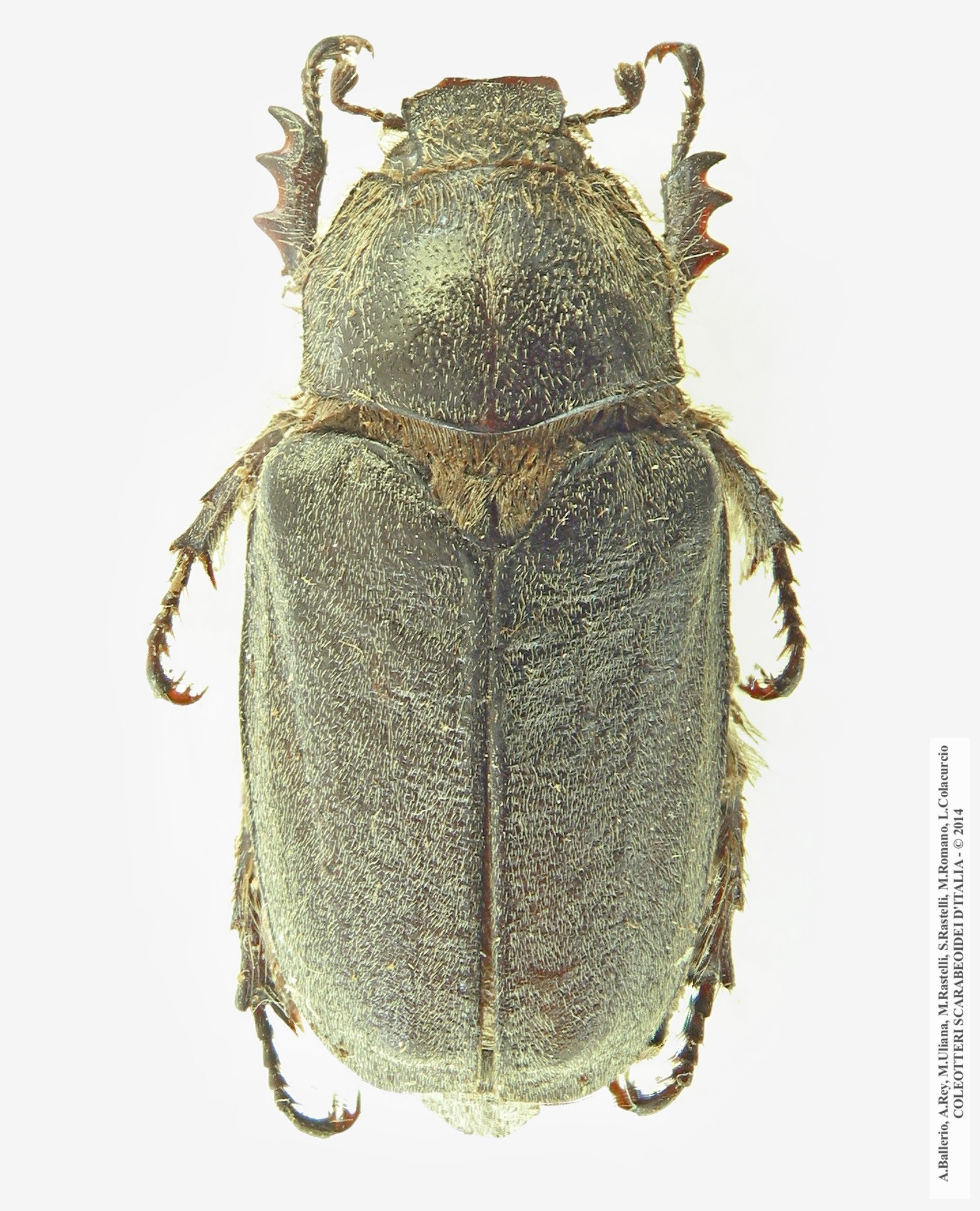 Anoxia pilosa, femmina 