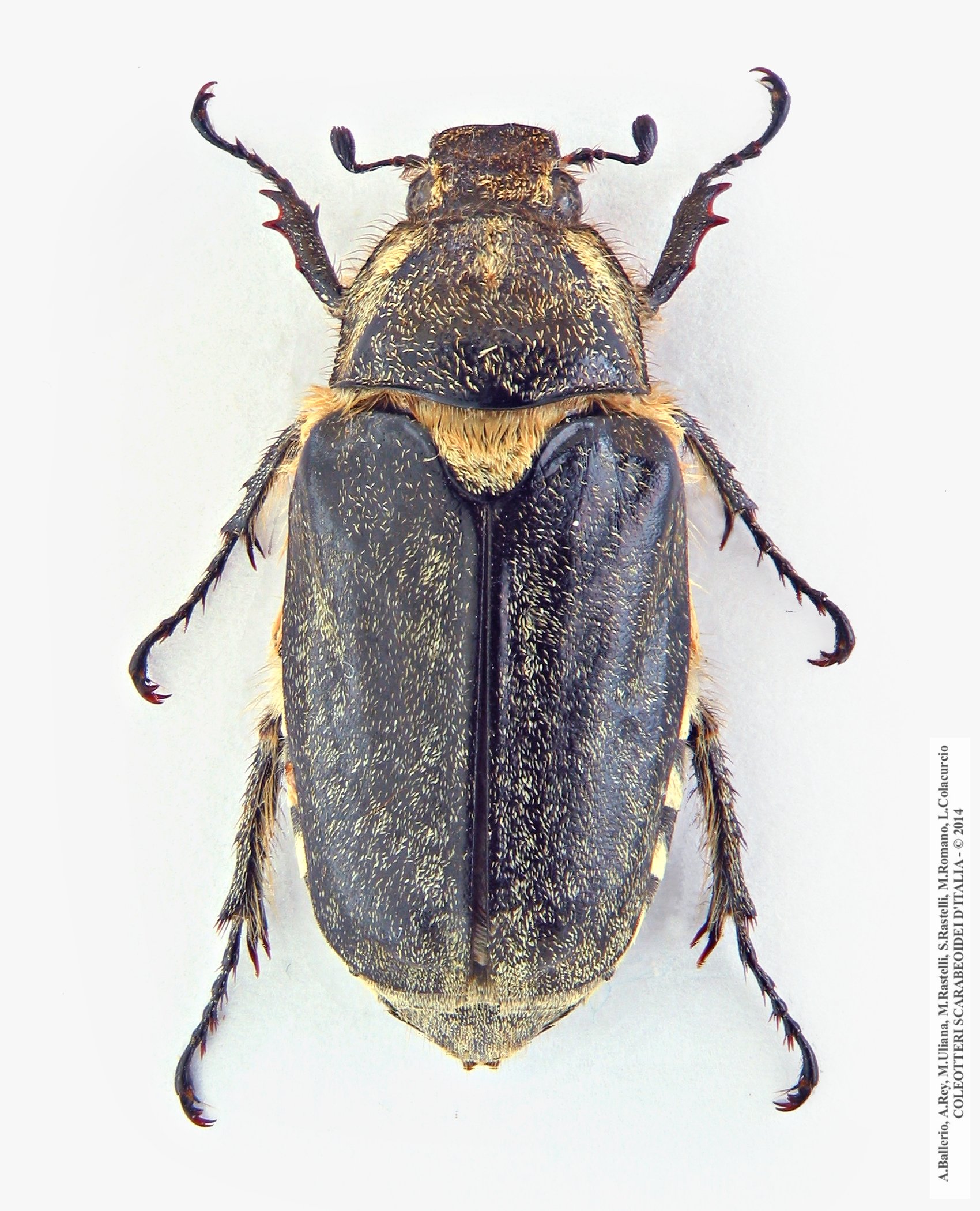 Anoxia scutellaris scutellaris, femmina