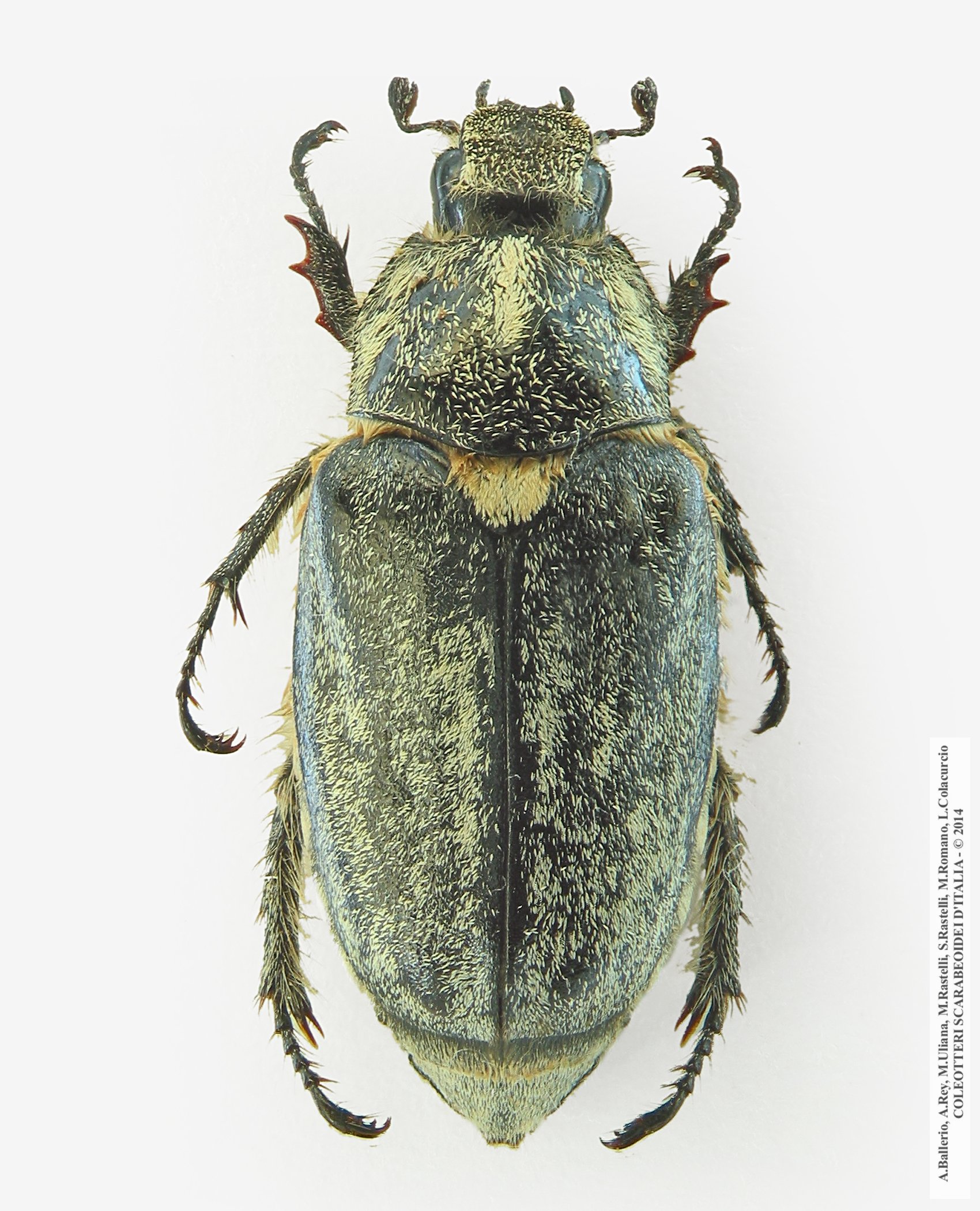 Anoxia scutellaris sicula, femmina 