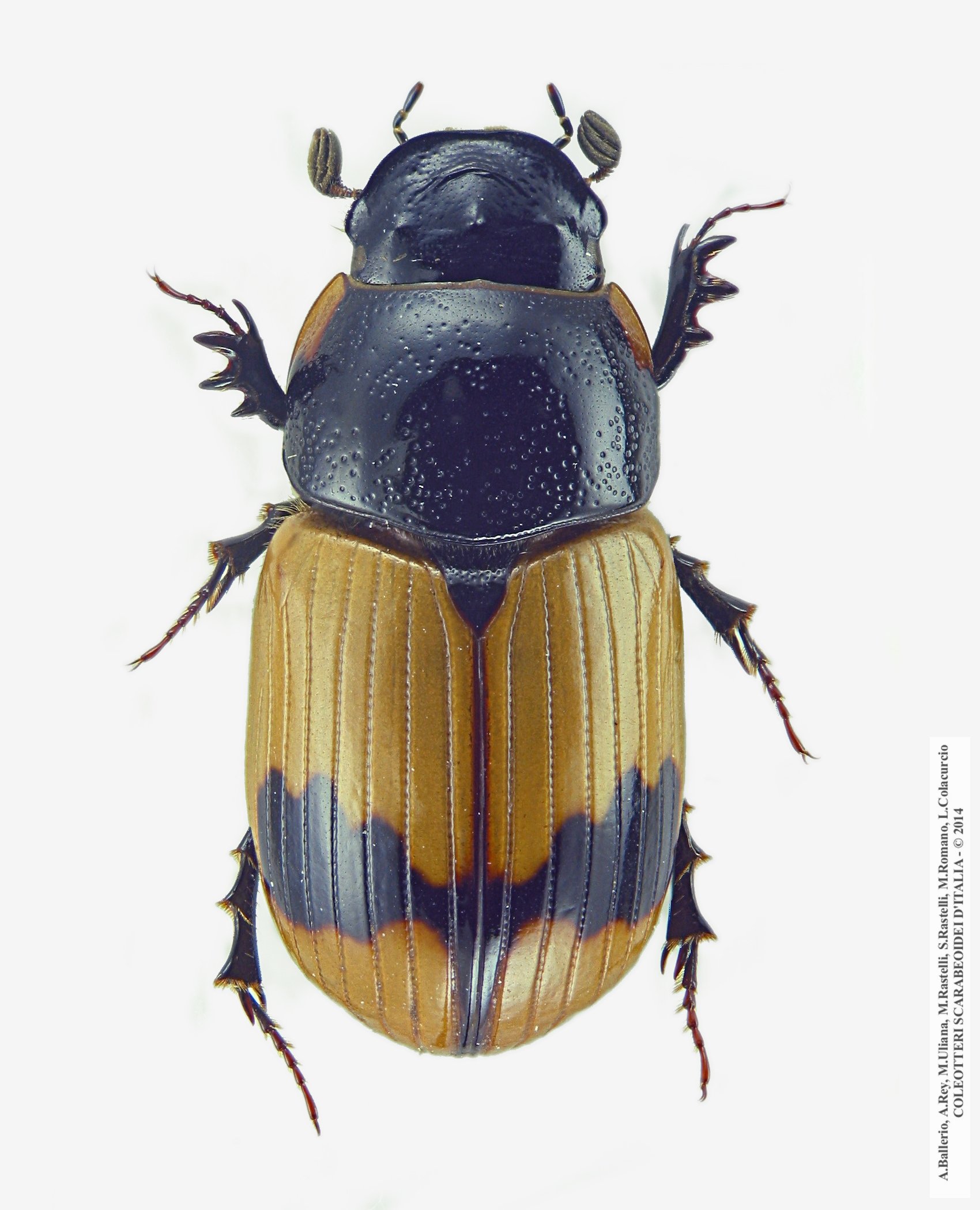 Aphodius conjugatus, femmina