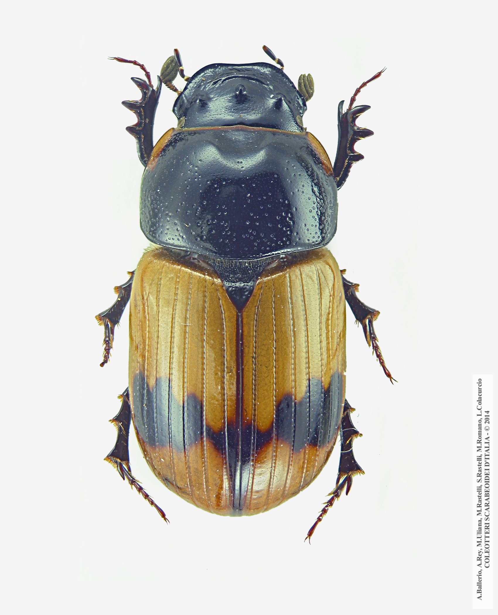 Aphodius conjugatus, maschio