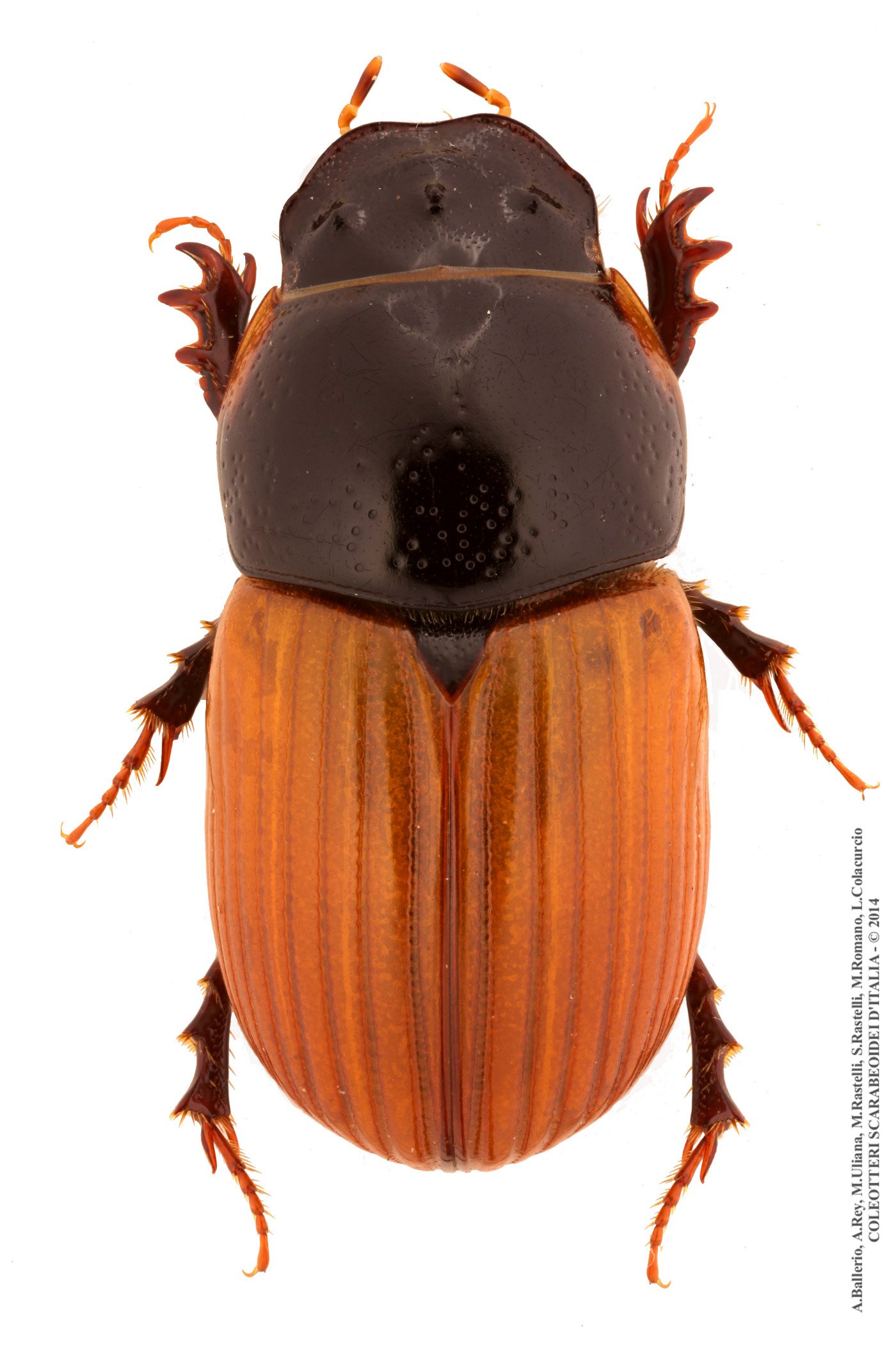 Aphodius fimetarius