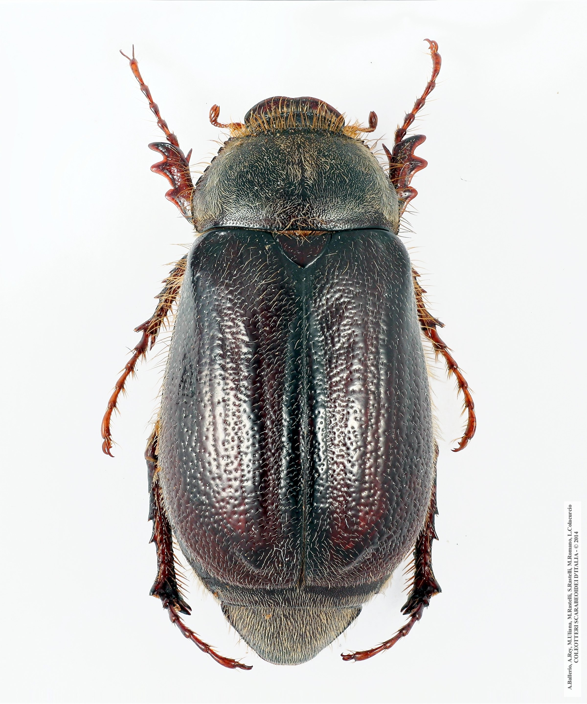 Aplidia hirticollis, femmina 