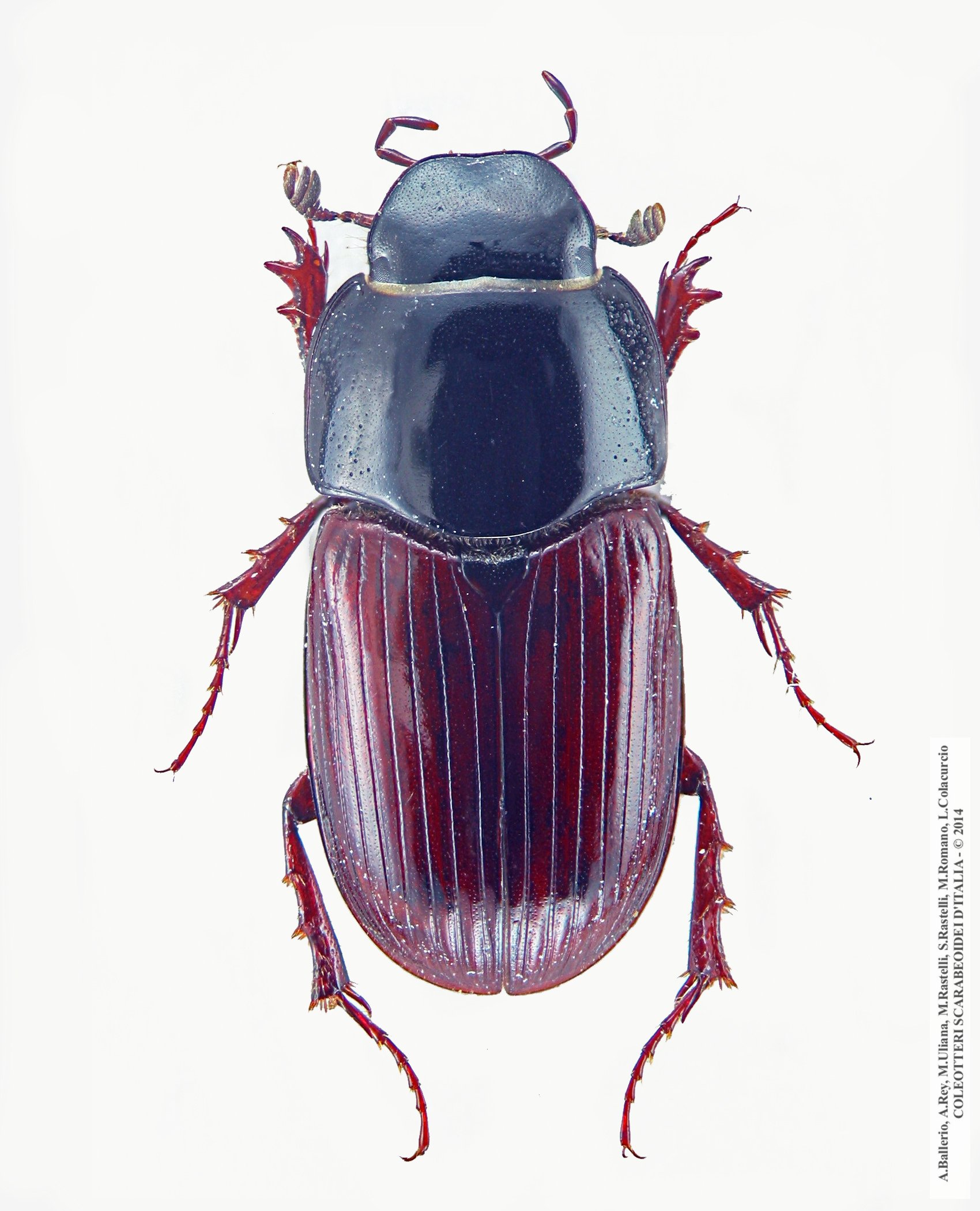 Biralus satellitius
