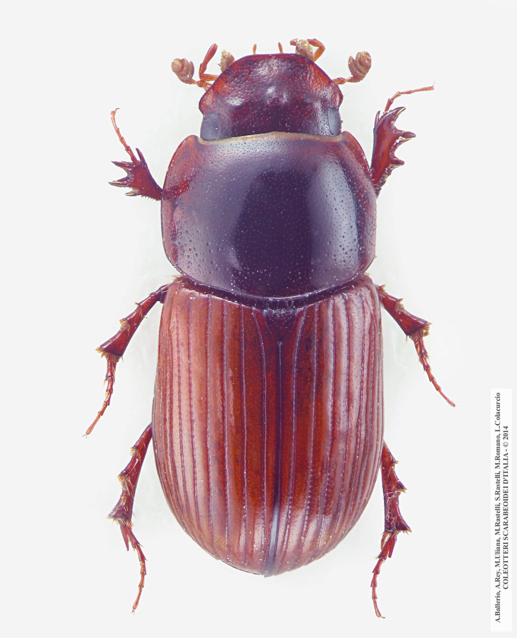 Bodilopsis rufa