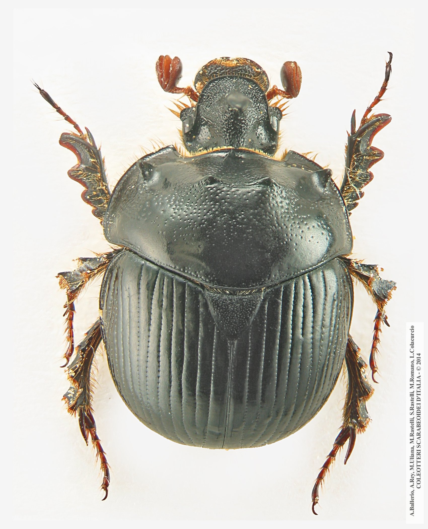 Bolbelasmus gallicus, maschio