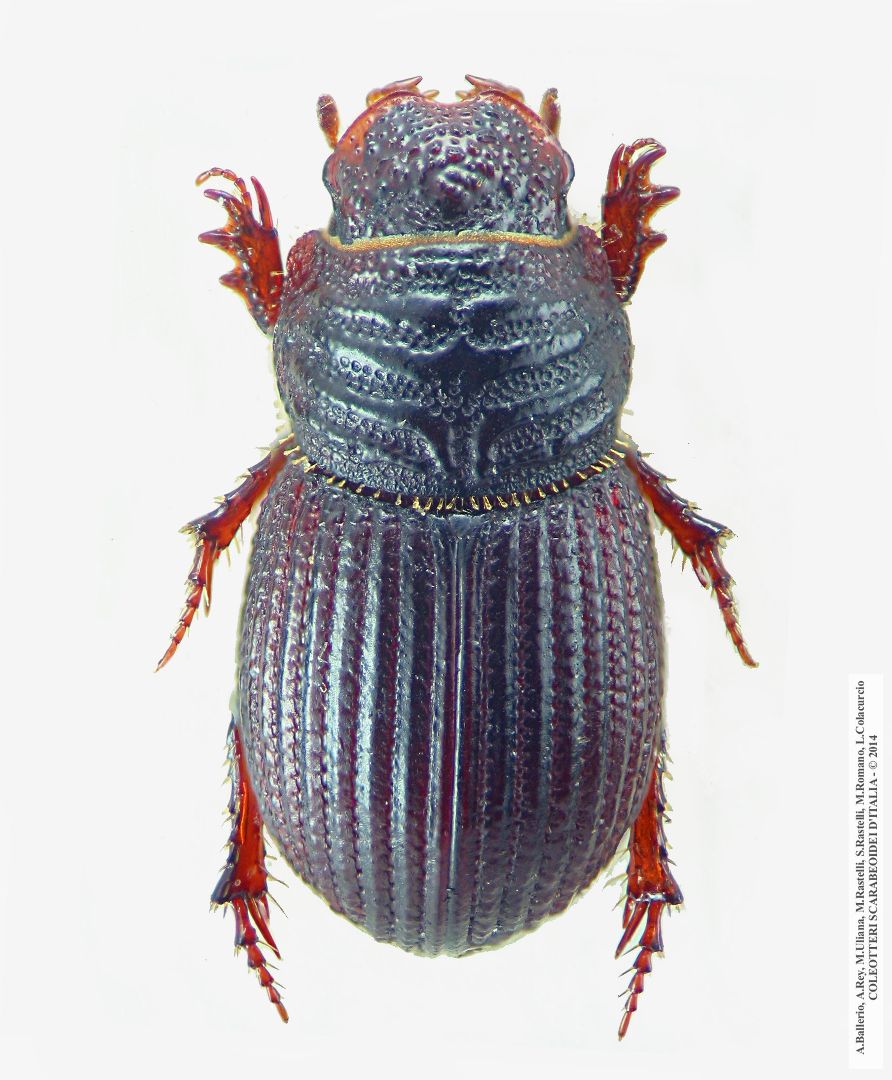 Brindalus rotundipennis