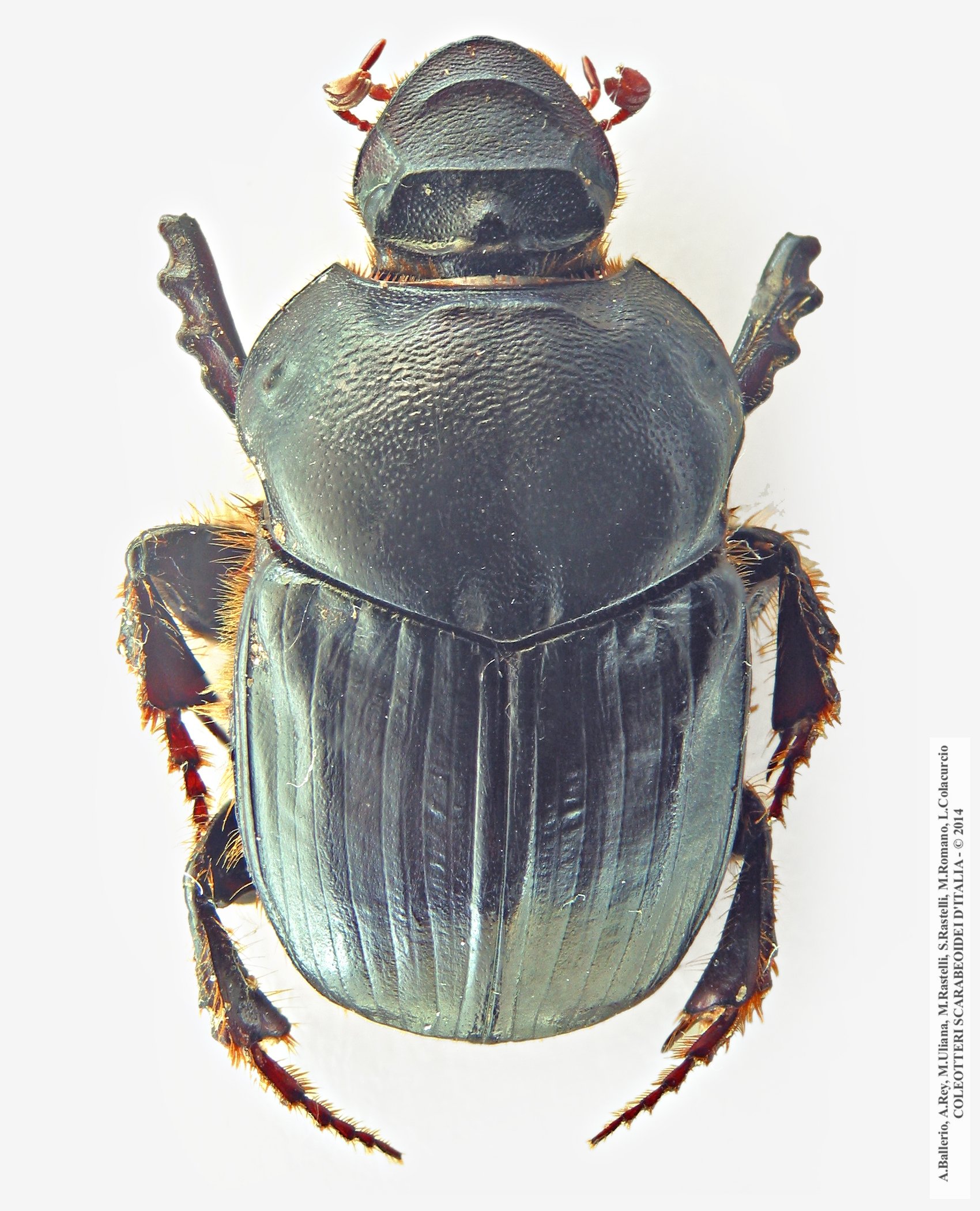 Bubas bubaloides, femmina 