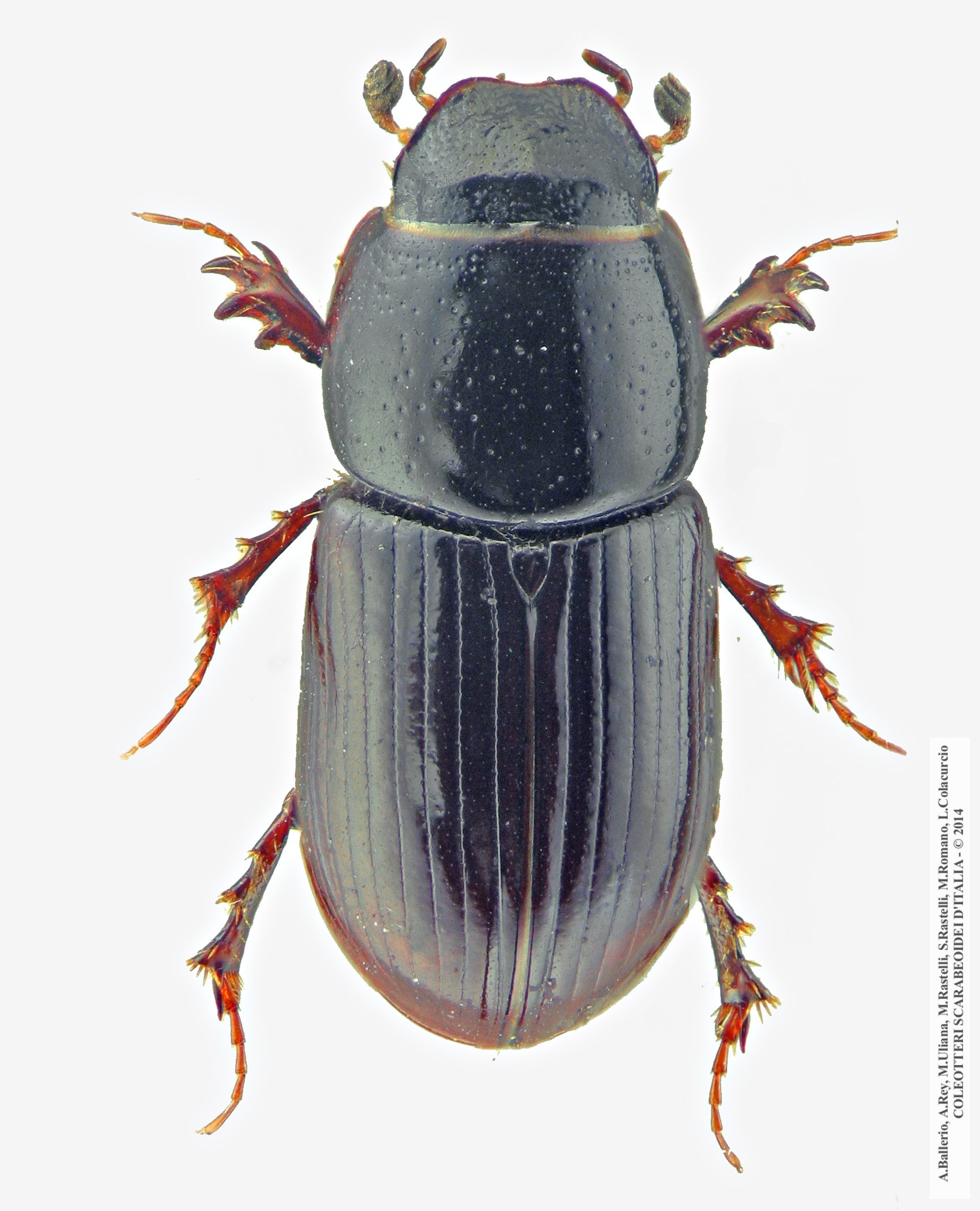 Calamosternus granarius