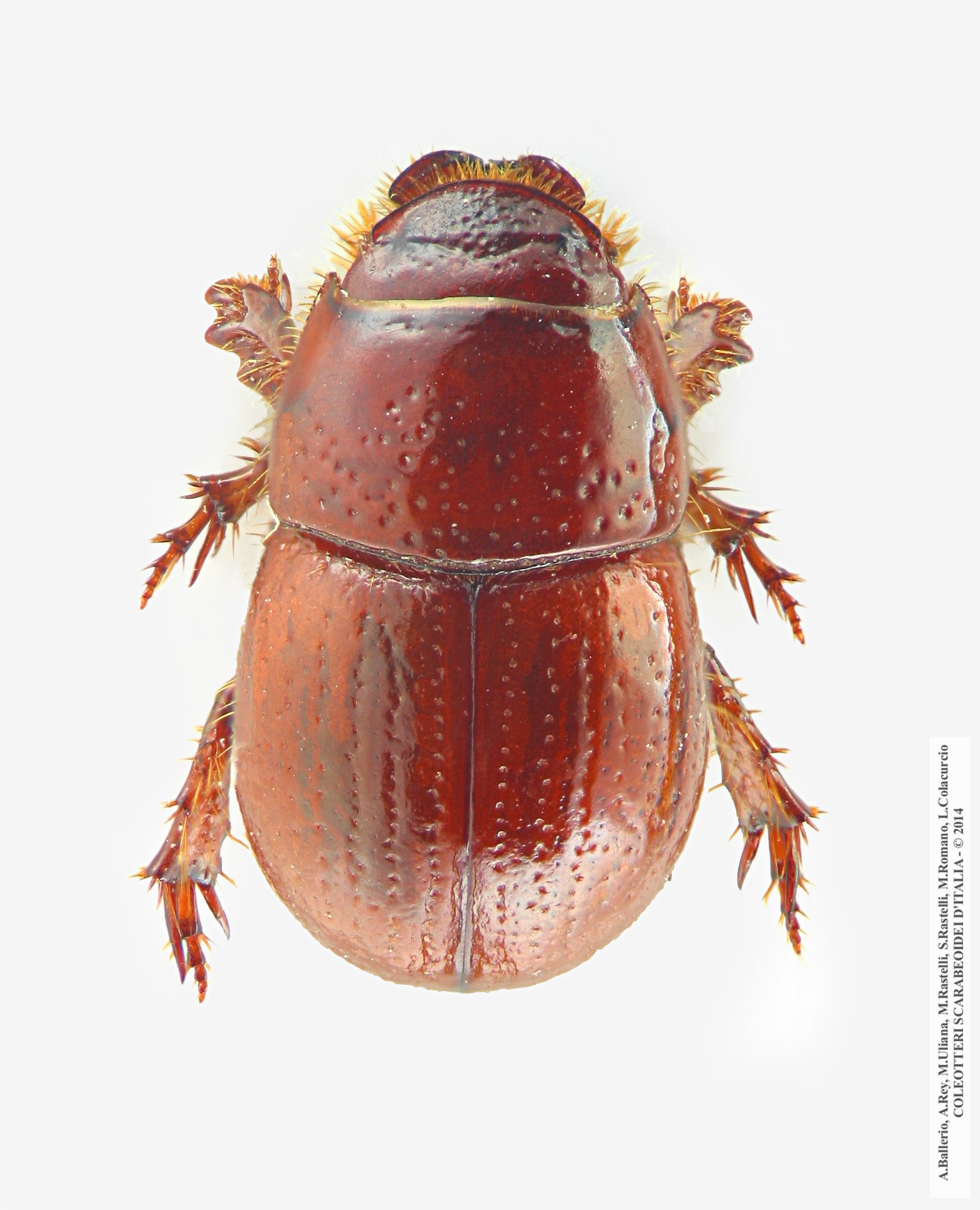 Chaetonyx robustus italicus