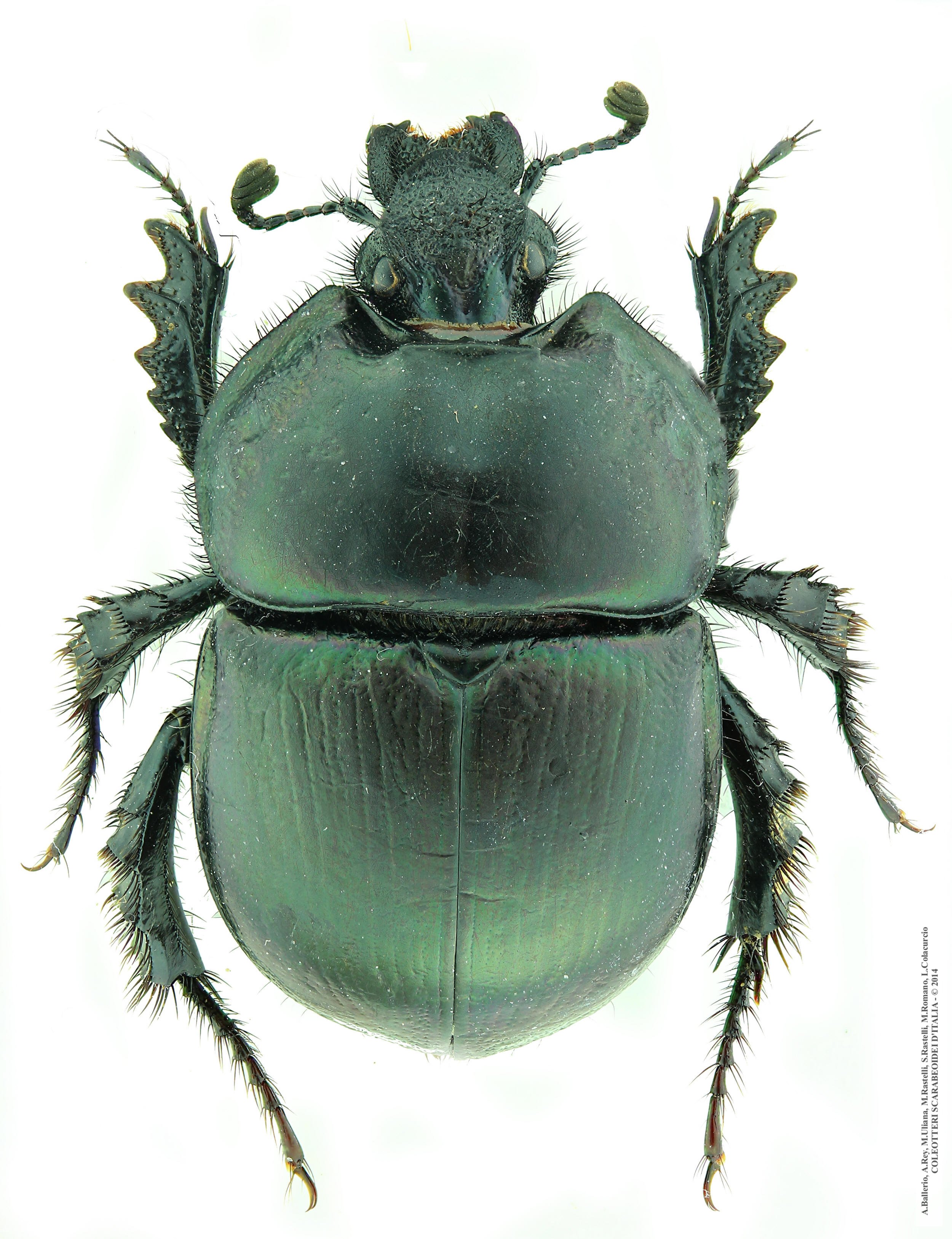 Chelotrupes hiostius, femmina