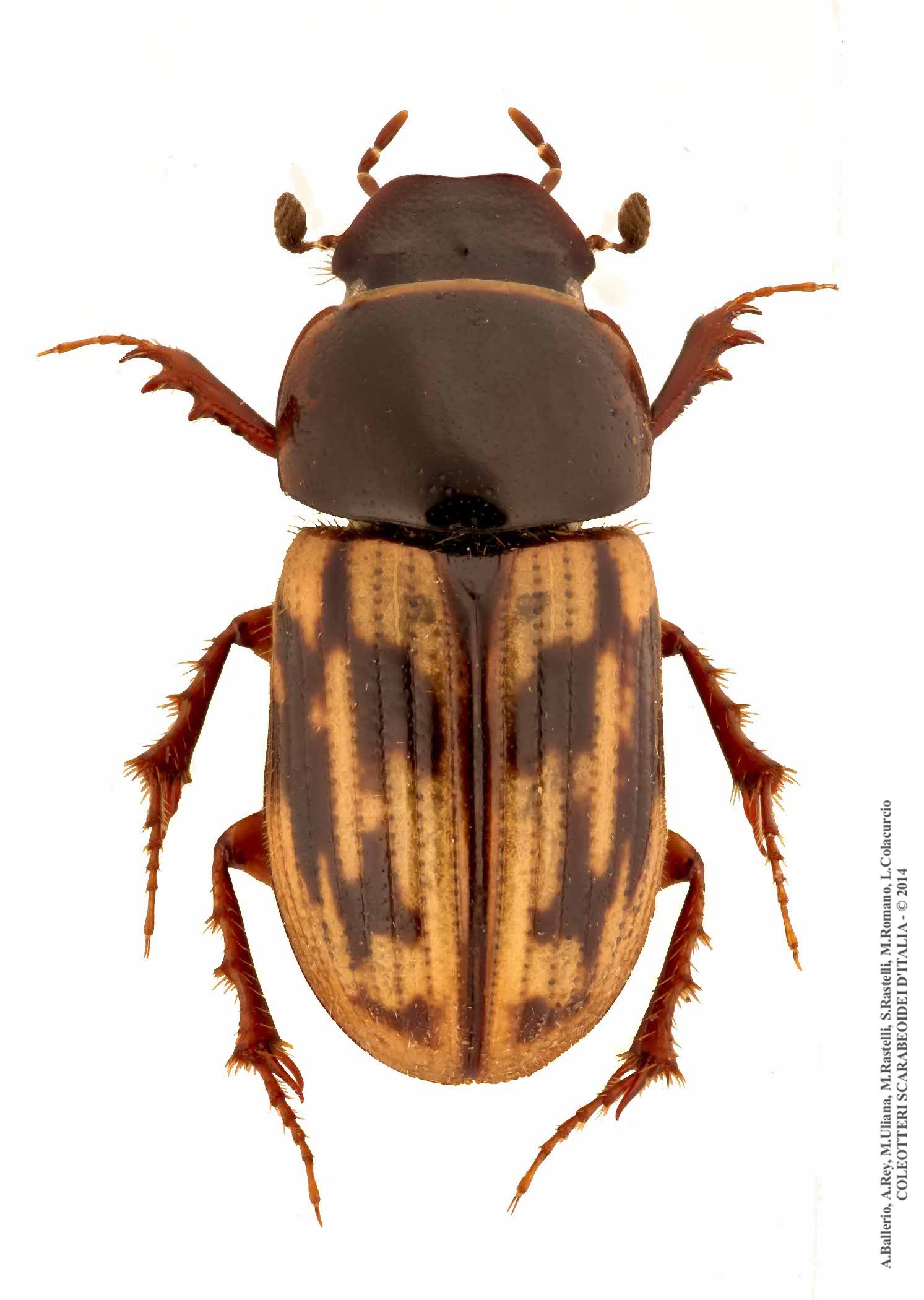 Chilothorax distinctus